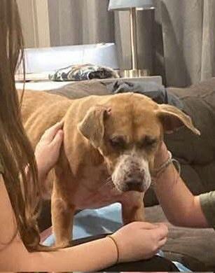 Enlarge Millie, a ADOPTABLE Hound in Mountain City, TN image 1/1