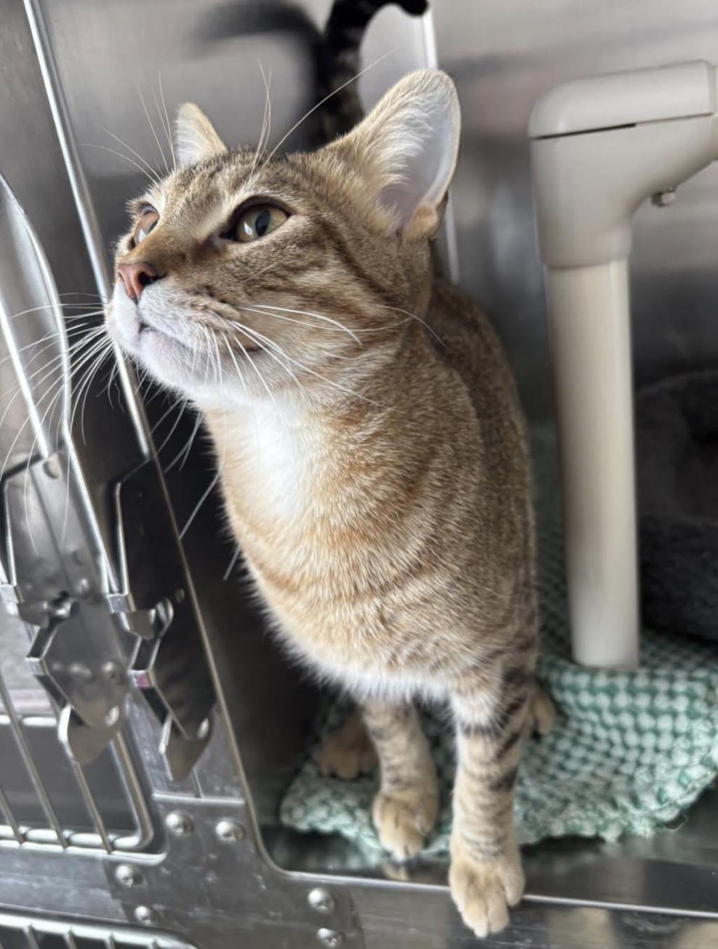 Enlarge Axel, a ADOPTABLE Tabby in Little Falls, MN image 1/1