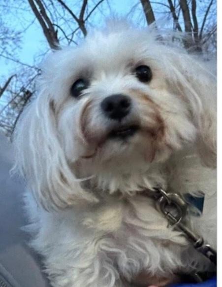 Muffin, ADOPTABLE, Adult Female Maltese.