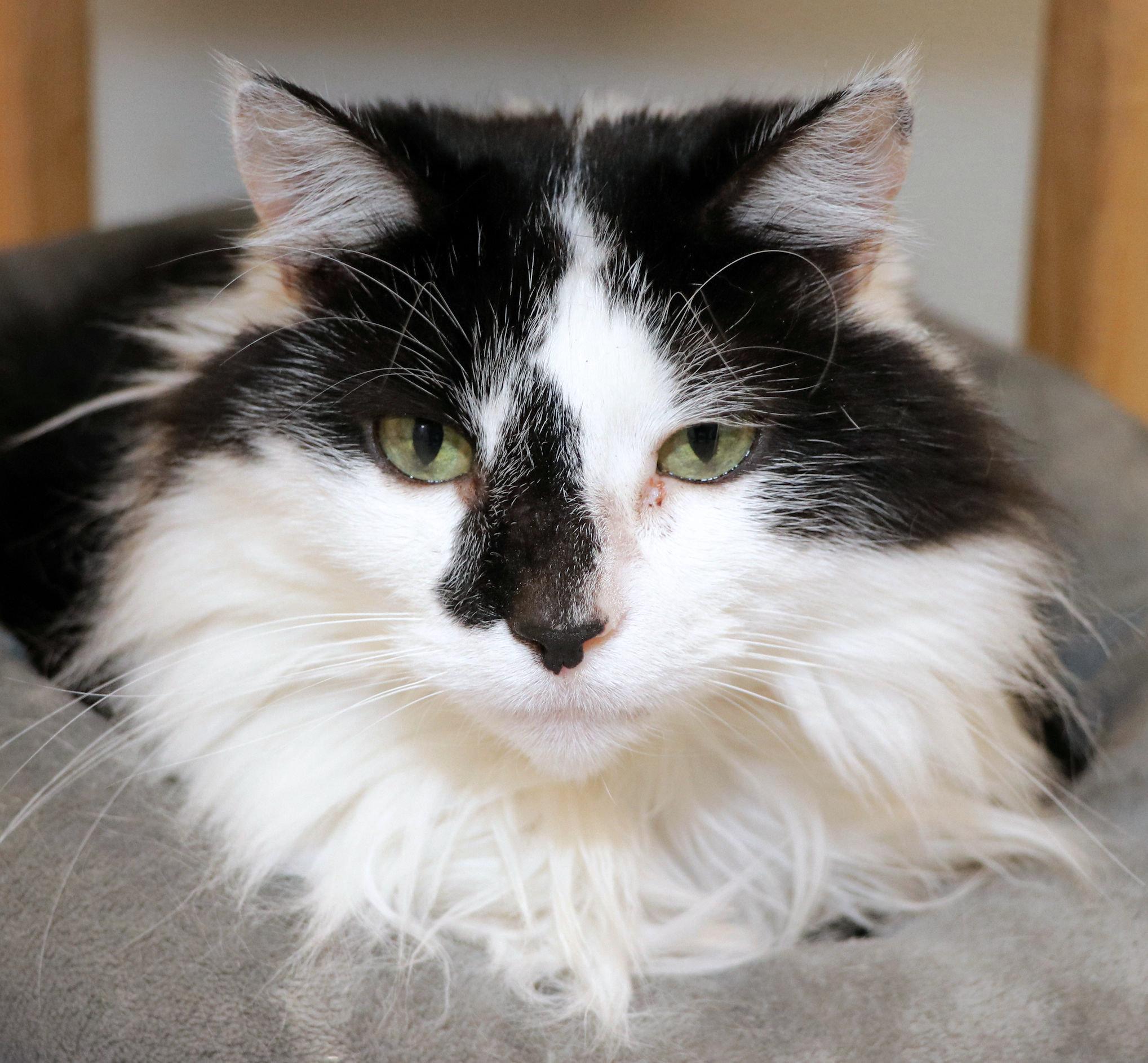 Enlarge Charlotte, an adopted Domestic Long Hair in Cincinnati, OH image 1/2