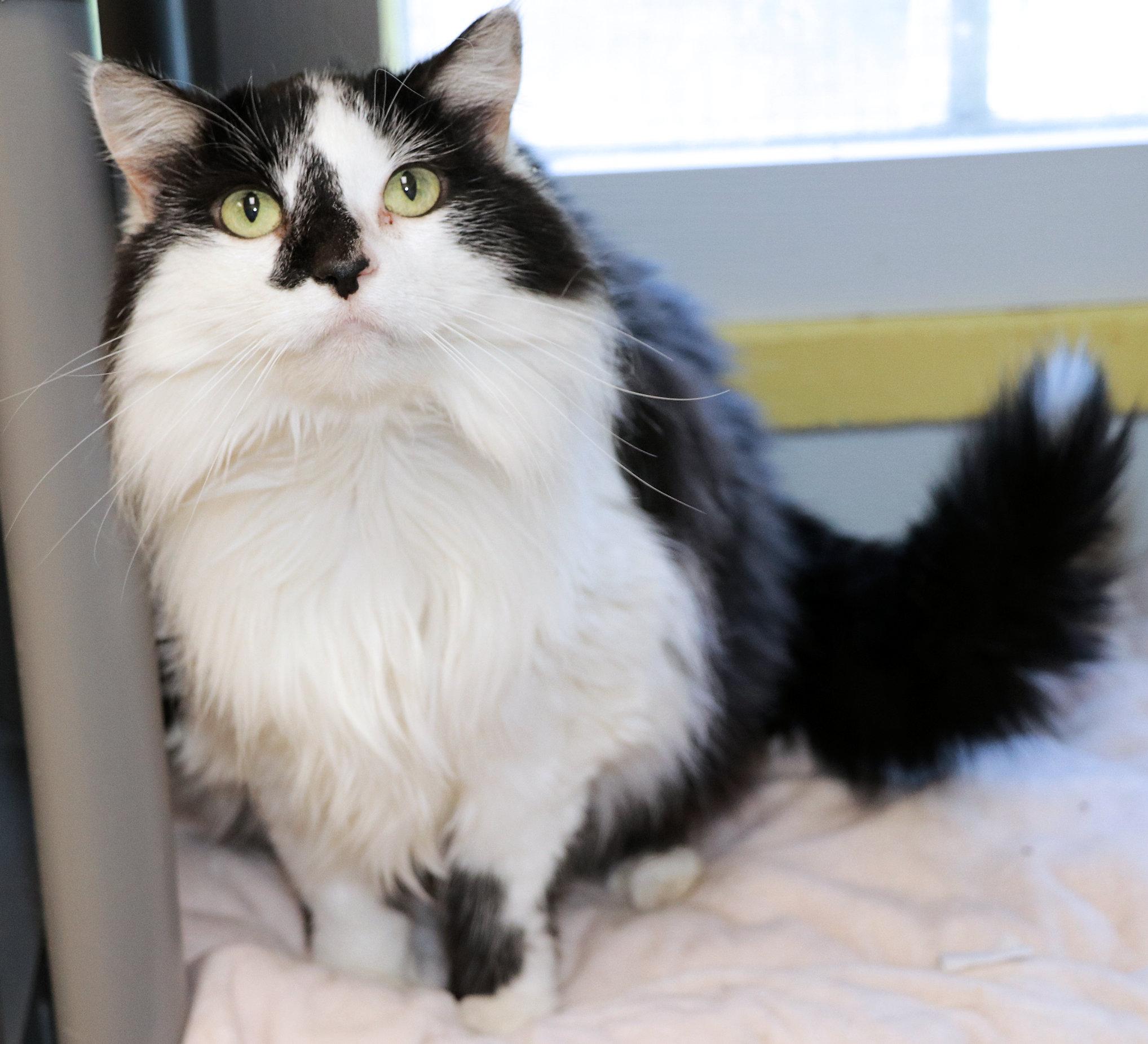 Enlarge Charlotte, an adopted Domestic Long Hair in Cincinnati, OH image 2/2