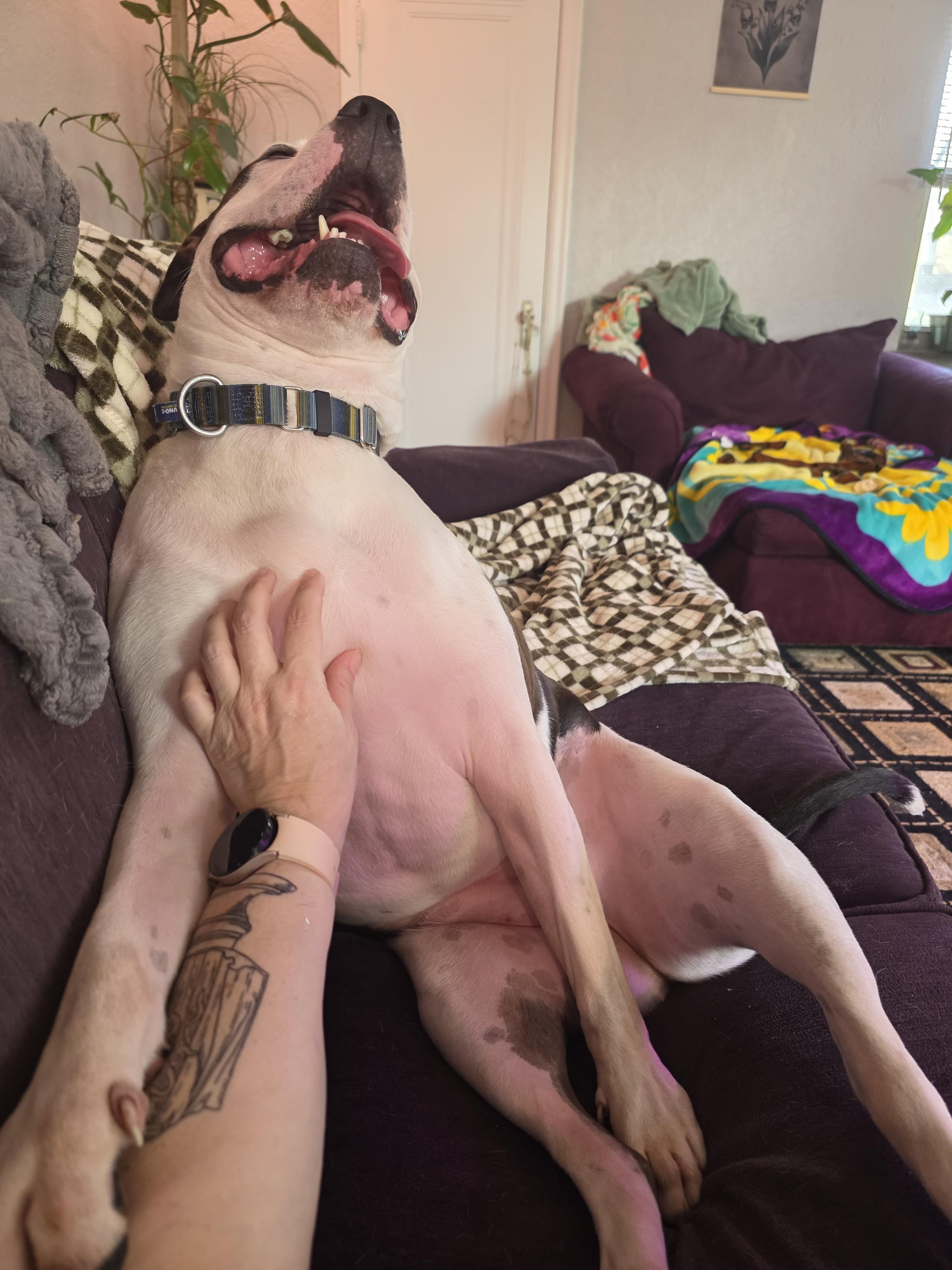 Enlarge Chase, a Adoptable American Bulldog in Miamitown, OH image 4/4