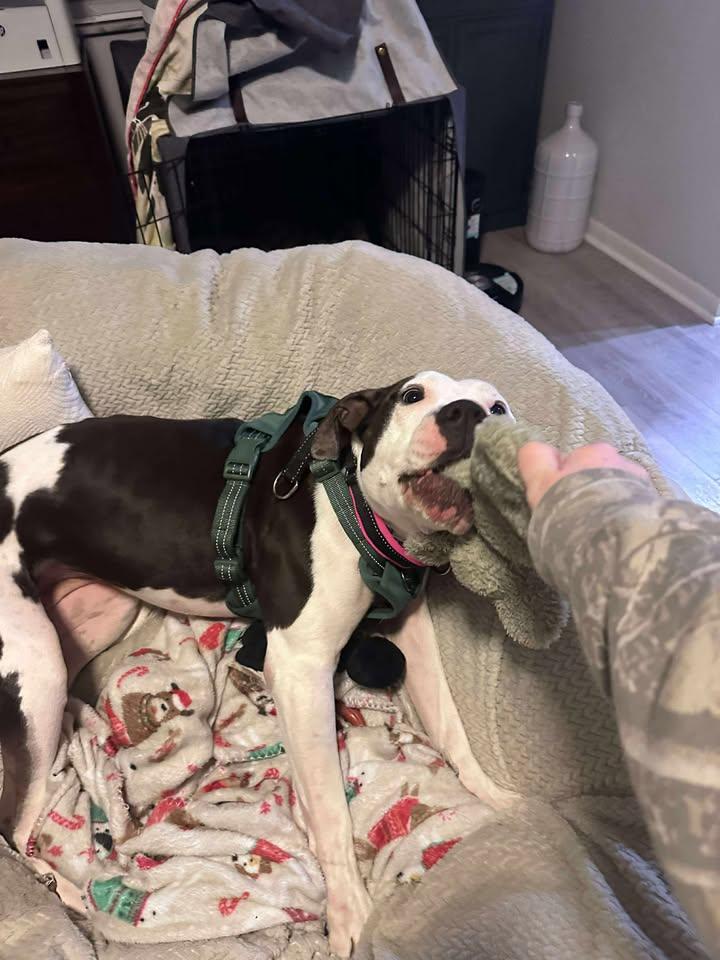 Enlarge Chase, a Adoptable American Bulldog in Miamitown, OH image 2/4