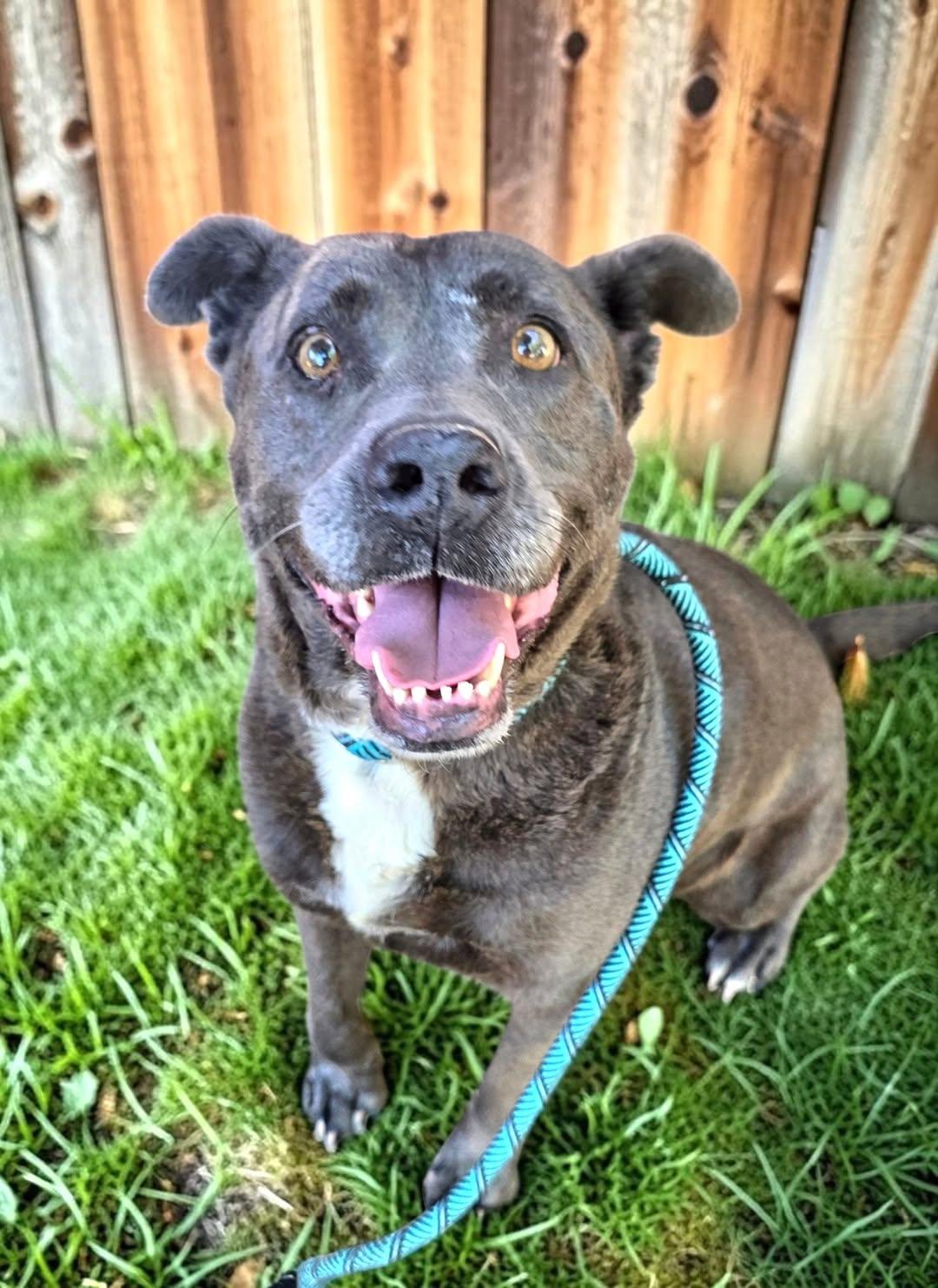 Enlarge Smokey, a ADOPTABLE mixed breed in Red Bluff, CA image 1/5