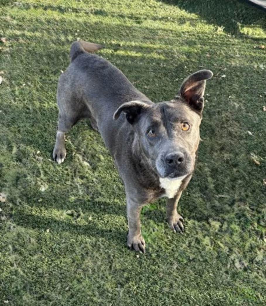 Enlarge Smokey, a ADOPTABLE mixed breed in Red Bluff, CA image 3/5