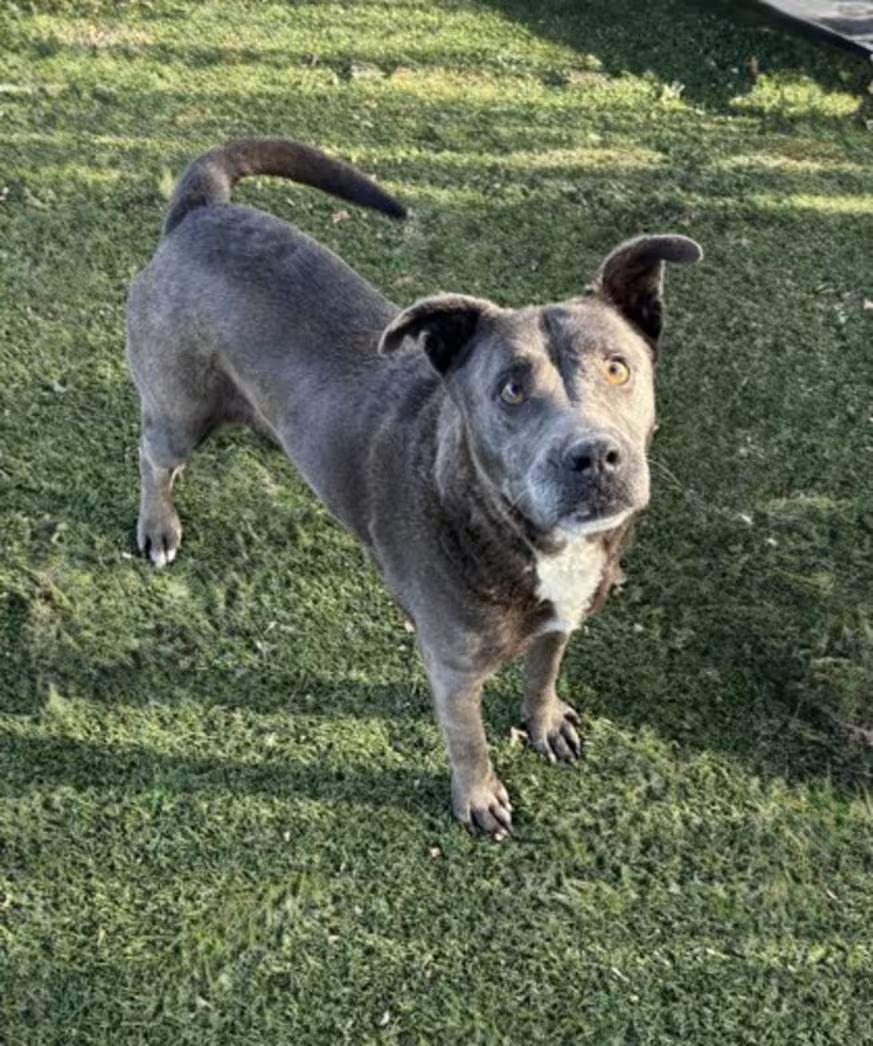 Enlarge Smokey, a ADOPTABLE mixed breed in Red Bluff, CA image 4/5