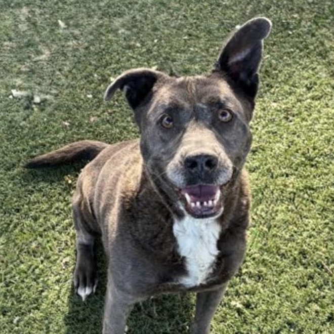 Enlarge Smokey, a ADOPTABLE mixed breed in Red Bluff, CA image 2/5