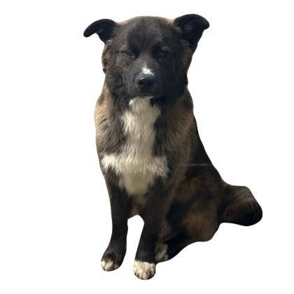 Enlarge Smokey, a ADOPTABLE mixed breed in Red Bluff, CA image 5/5
