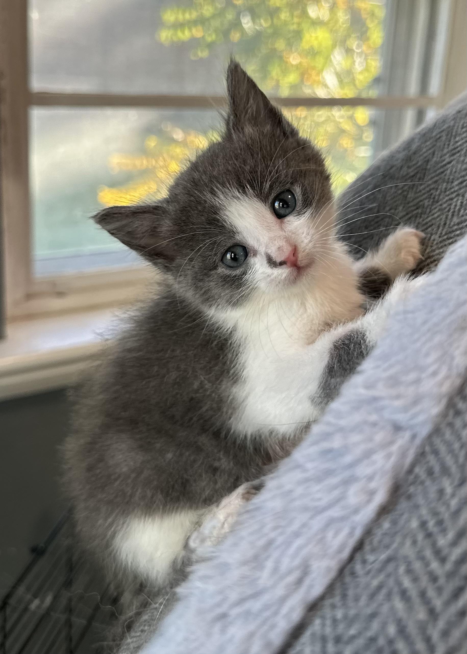 Enlarge Suki, an adopted Domestic Short Hair in Pocatello, ID image 1/1