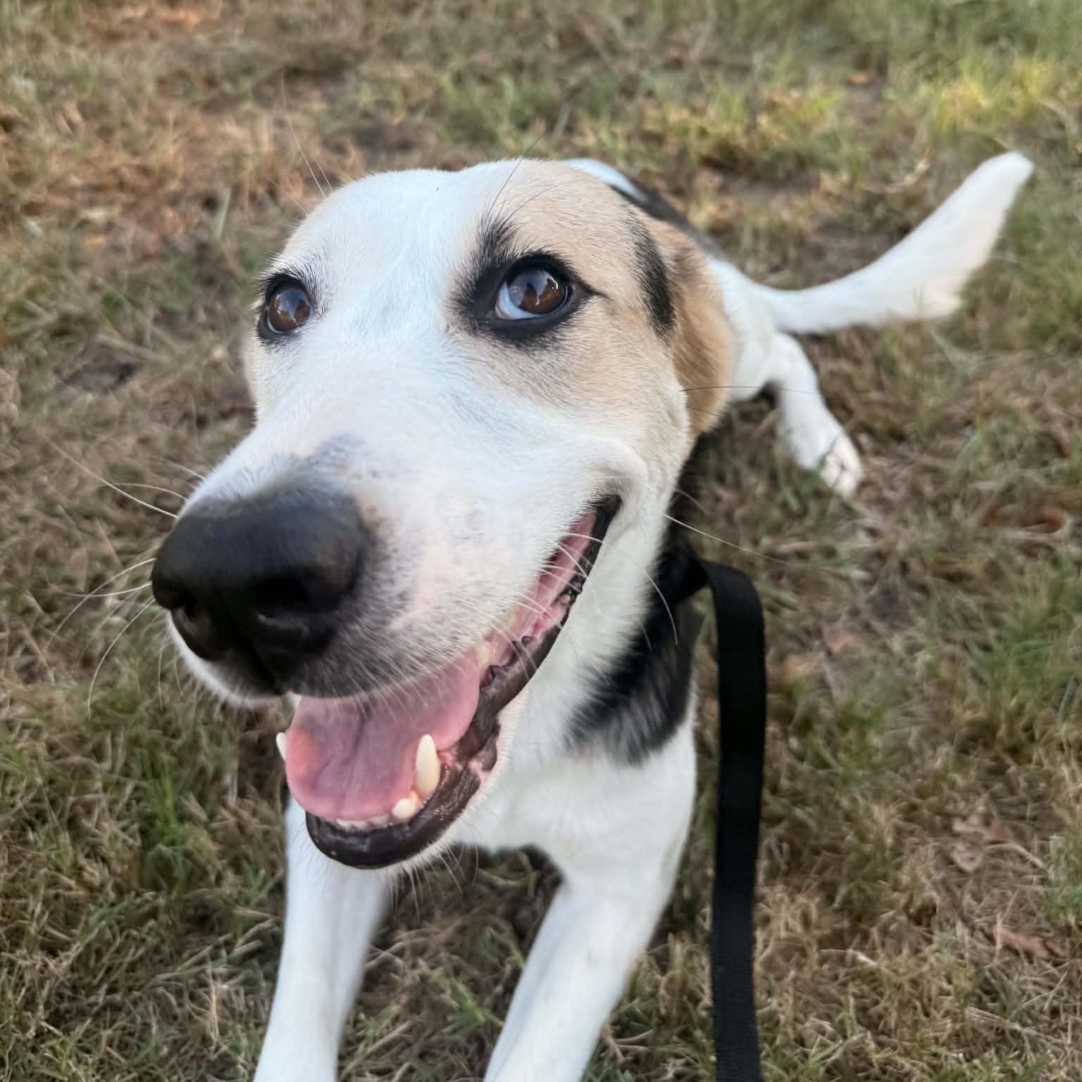 Dottie PC, Adoptable, Adult Female Beagle & Foxhound.