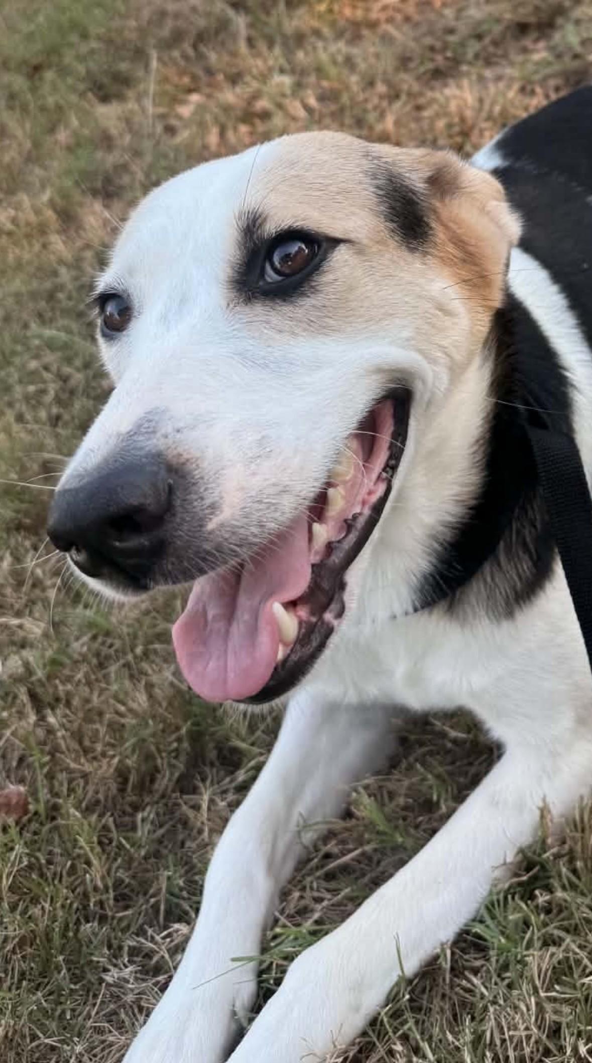 Enlarge Dottie PC, a Adoptable mixed breed in Goliad, TX image 3/3