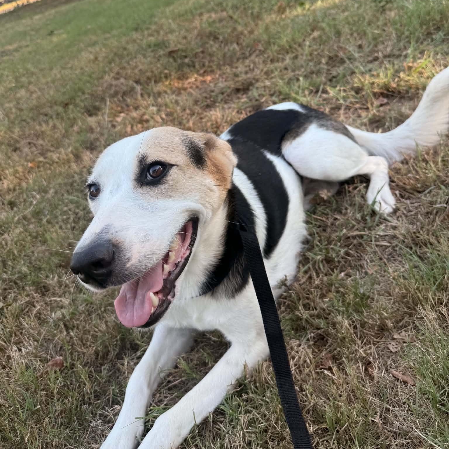 Enlarge Dottie PC, a Adoptable mixed breed in Goliad, TX image 2/3