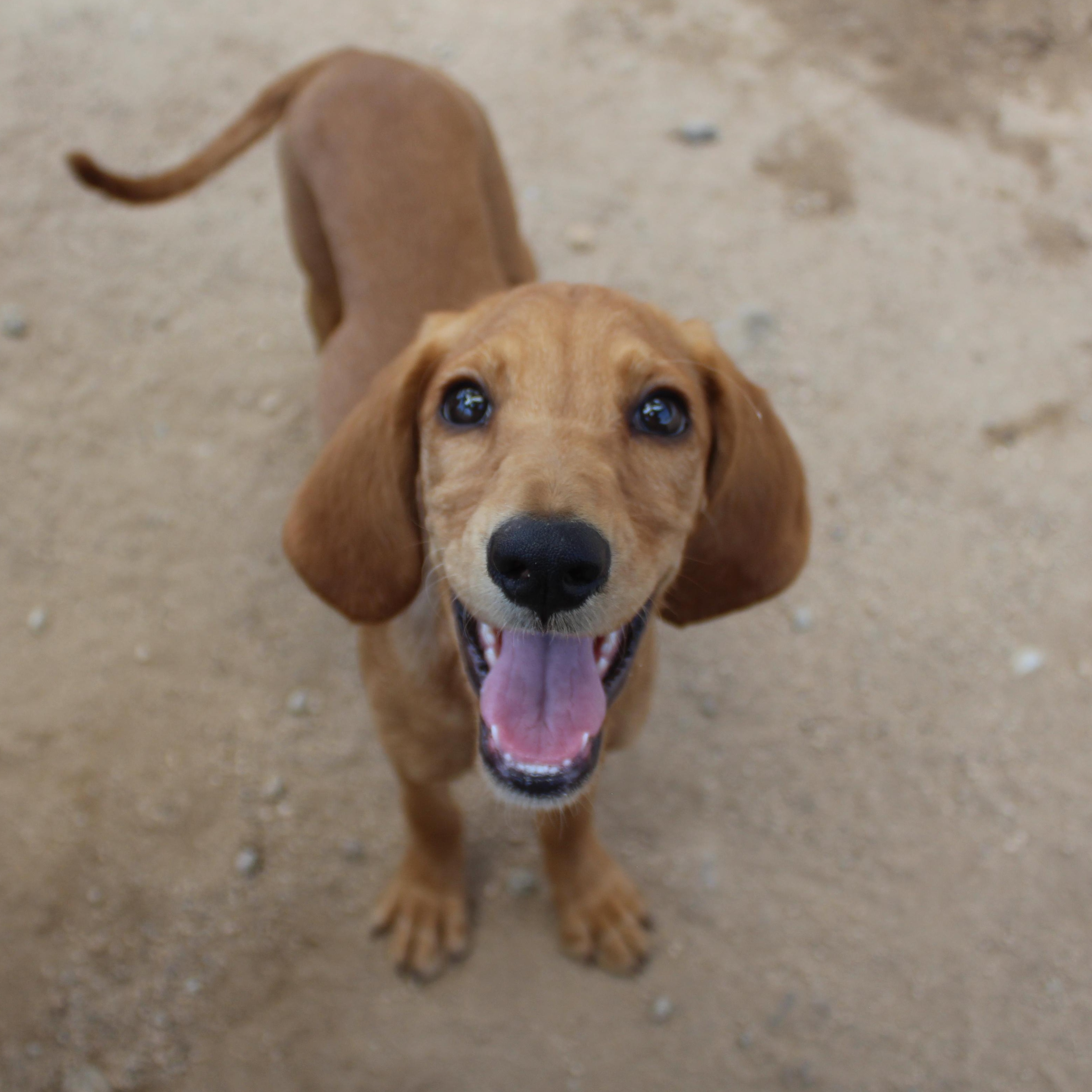 Dixie, adopted, Puppy Female Spaniel.