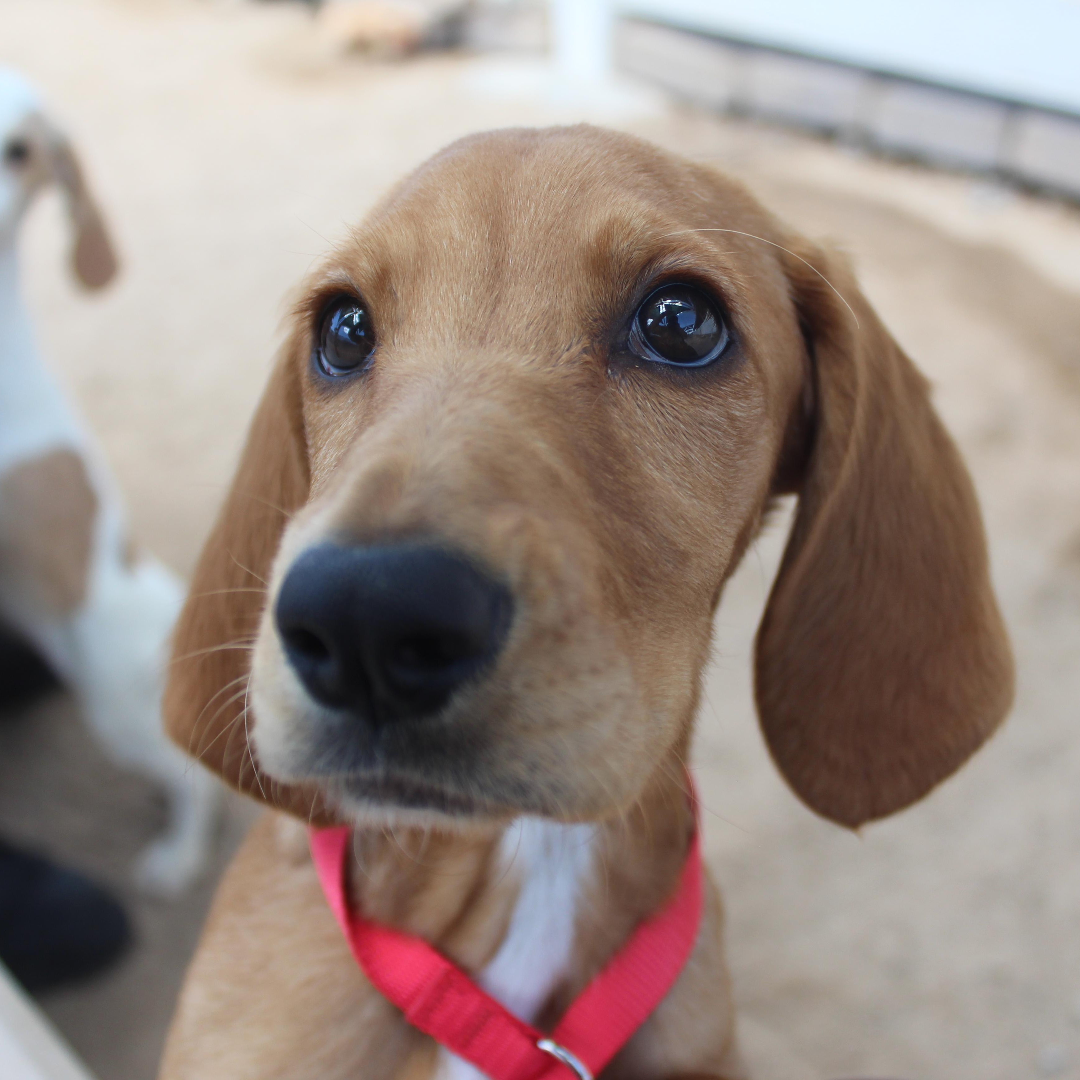 Enlarge Dixie, an adopted mixed breed in Yucca Valley, CA image 2/6