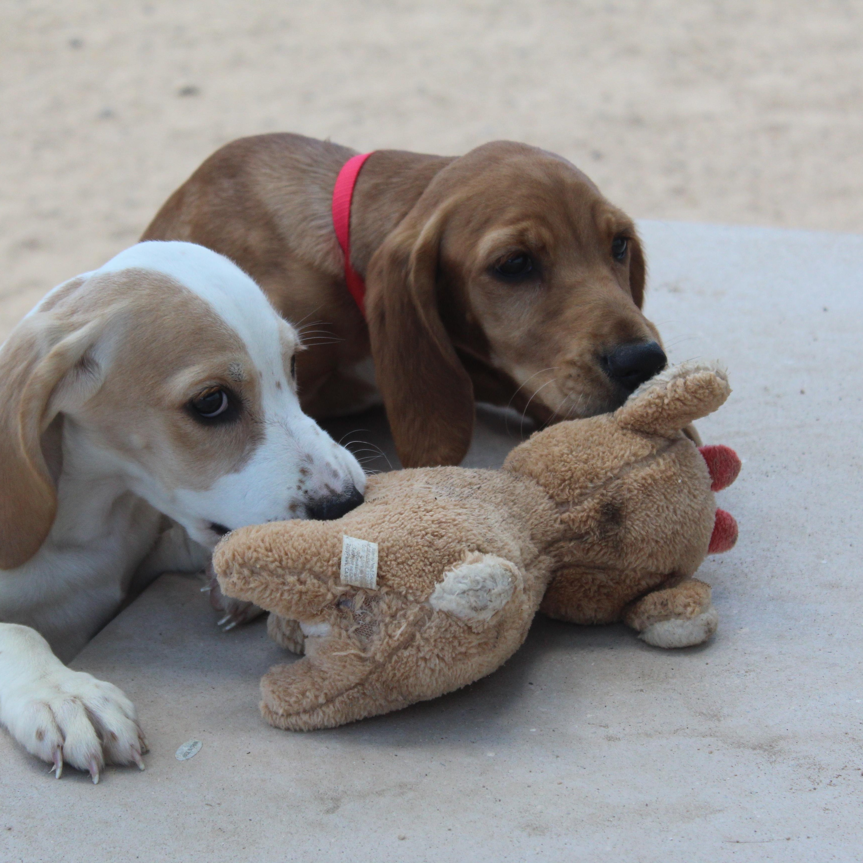Enlarge Dixie, an adopted mixed breed in Yucca Valley, CA image 5/6
