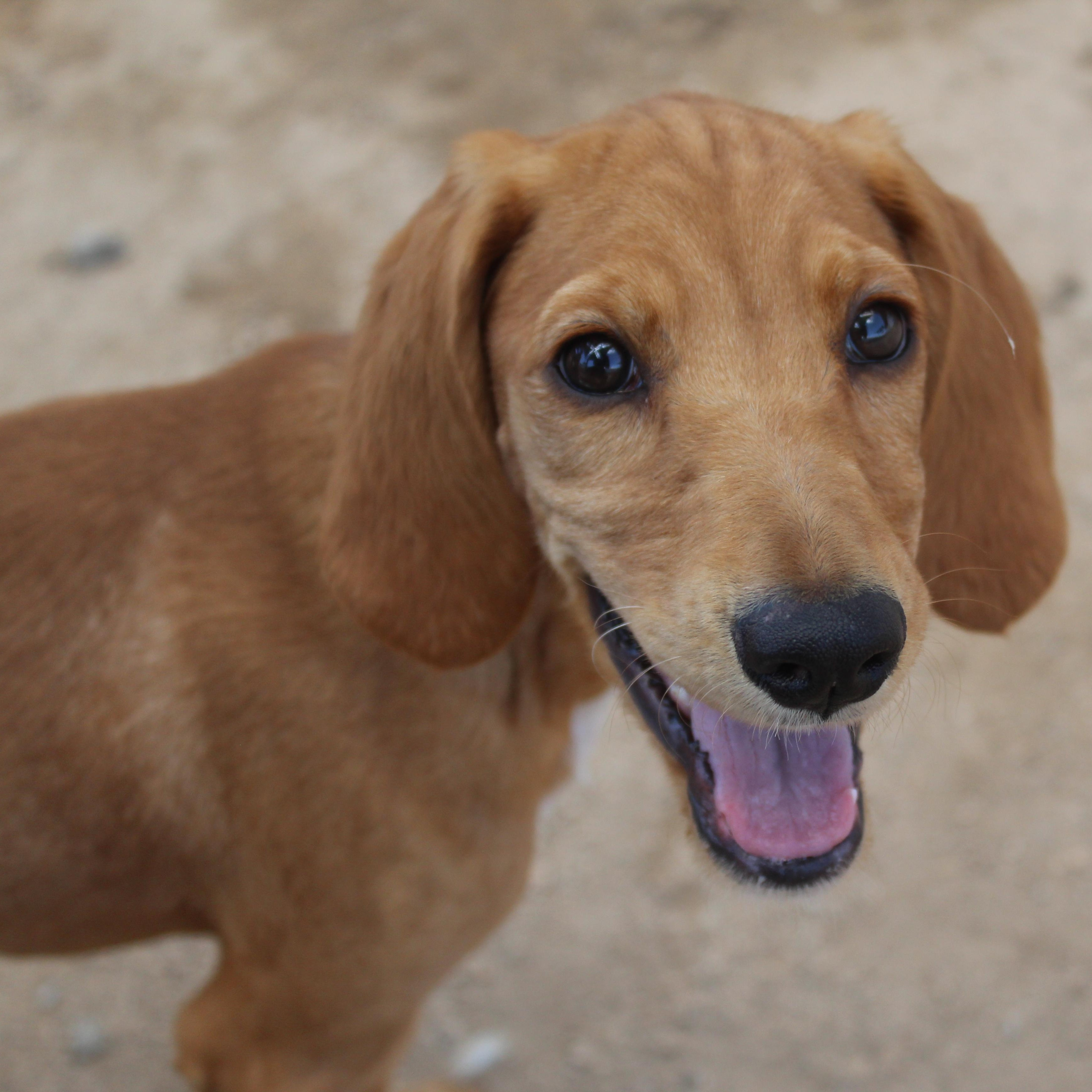 Enlarge Dixie, an adopted mixed breed in Yucca Valley, CA image 3/6