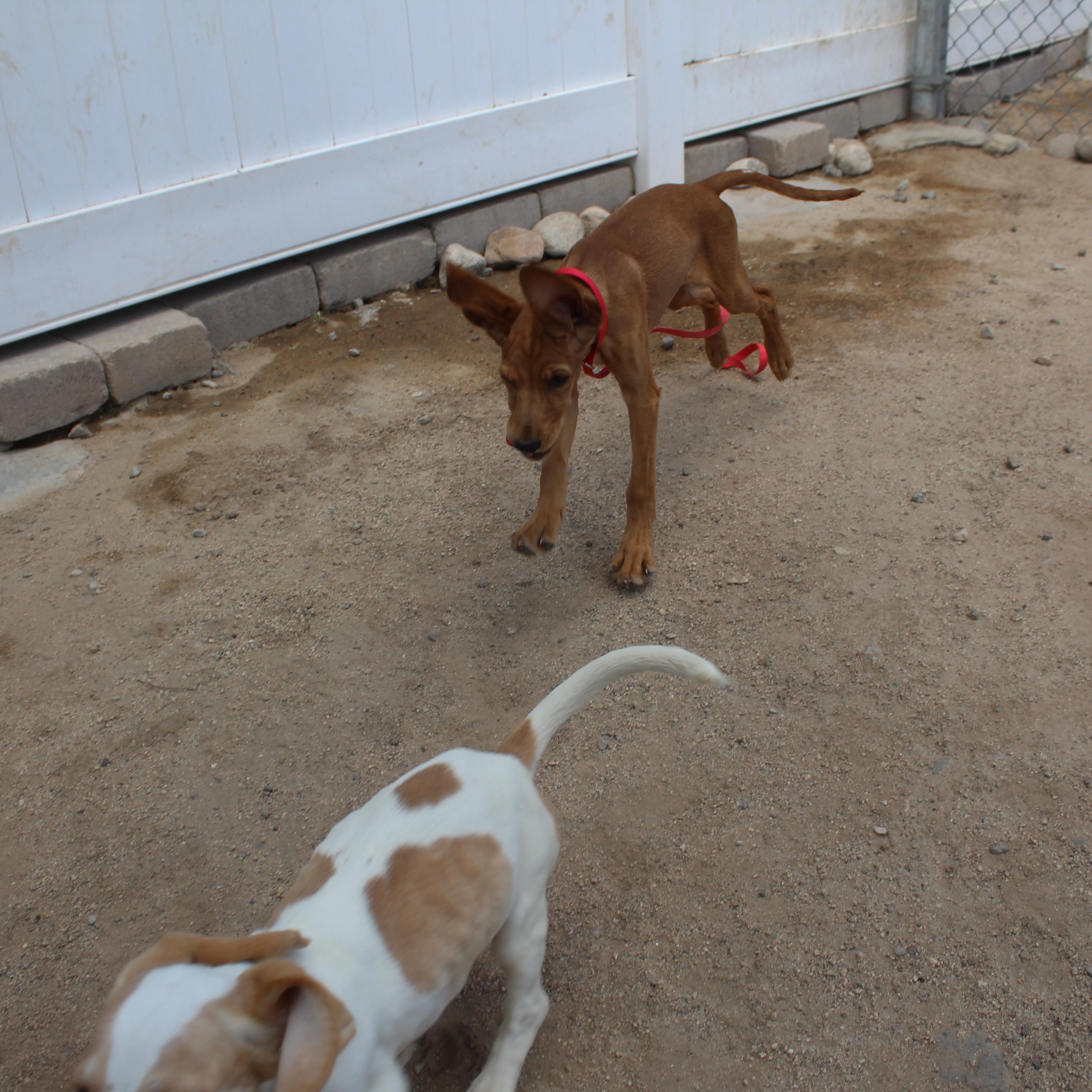 Enlarge Dixie, an adopted mixed breed in Yucca Valley, CA image 4/6