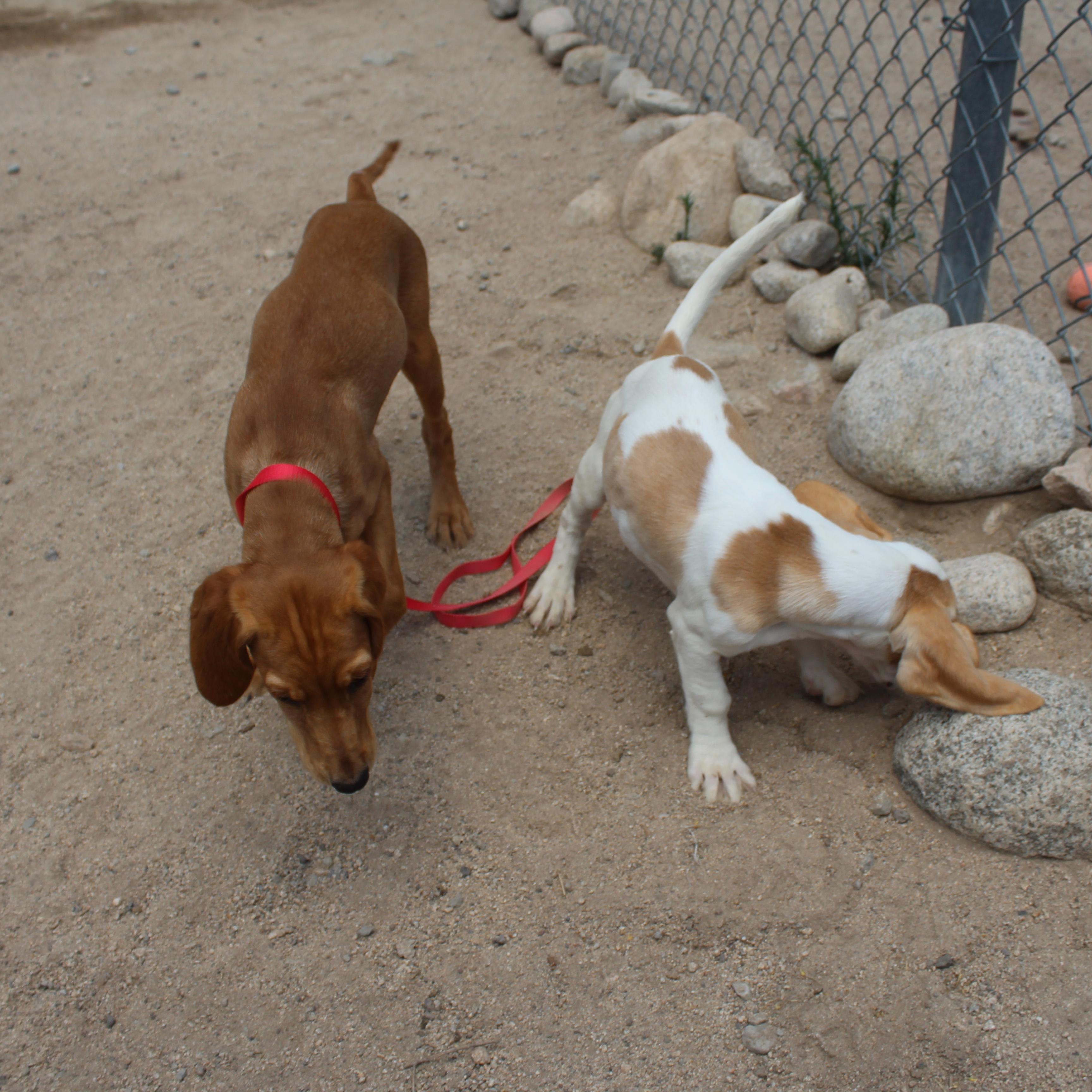 Enlarge Dixie, an adopted mixed breed in Yucca Valley, CA image 6/6