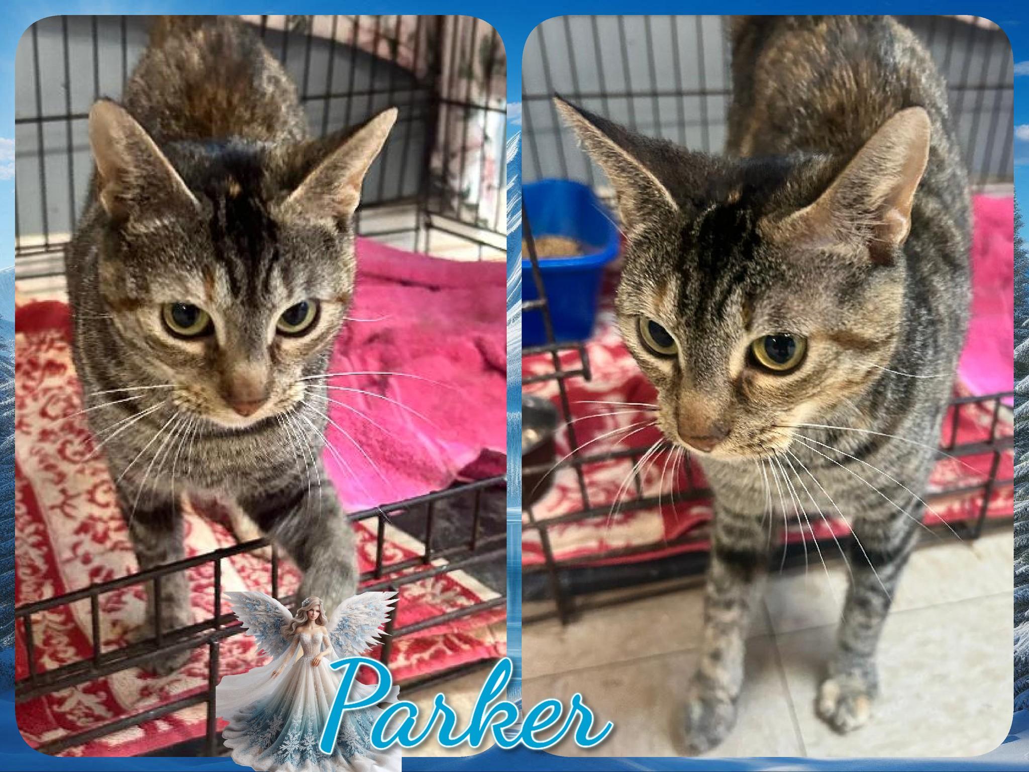 Enlarge Parker, a ADOPTABLE Domestic Short Hair in Corinth, NY image 1/1