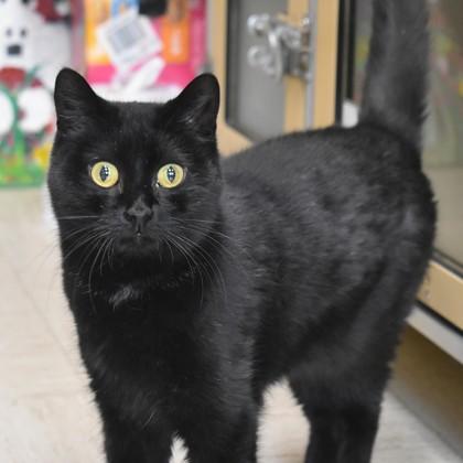 Ramble, ADOPTABLE, Adult Female Domestic Short Hair.