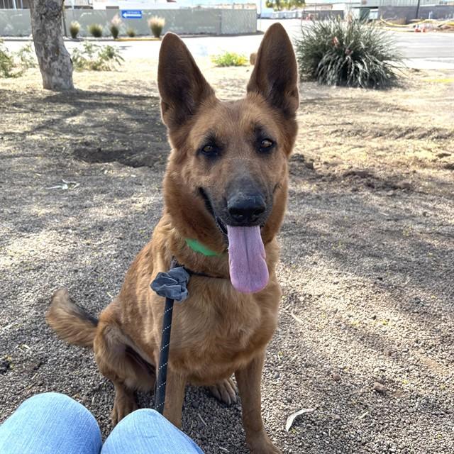 Enlarge XENA, a Adoptable German Shepherd Dog in Phoenix, AZ image 1/1