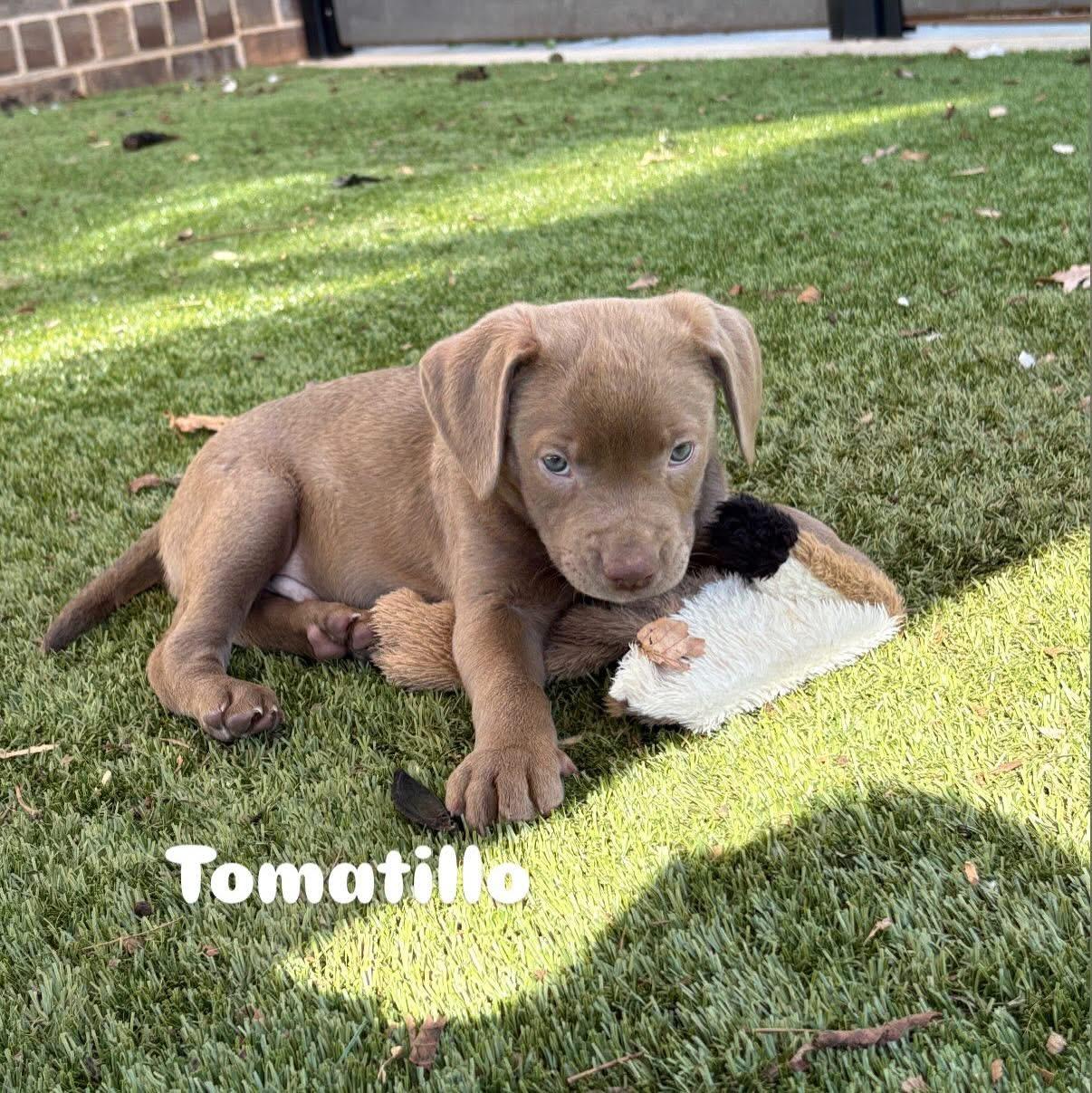 Tomatillo, Adoptable, Puppy Male Mixed Breed.