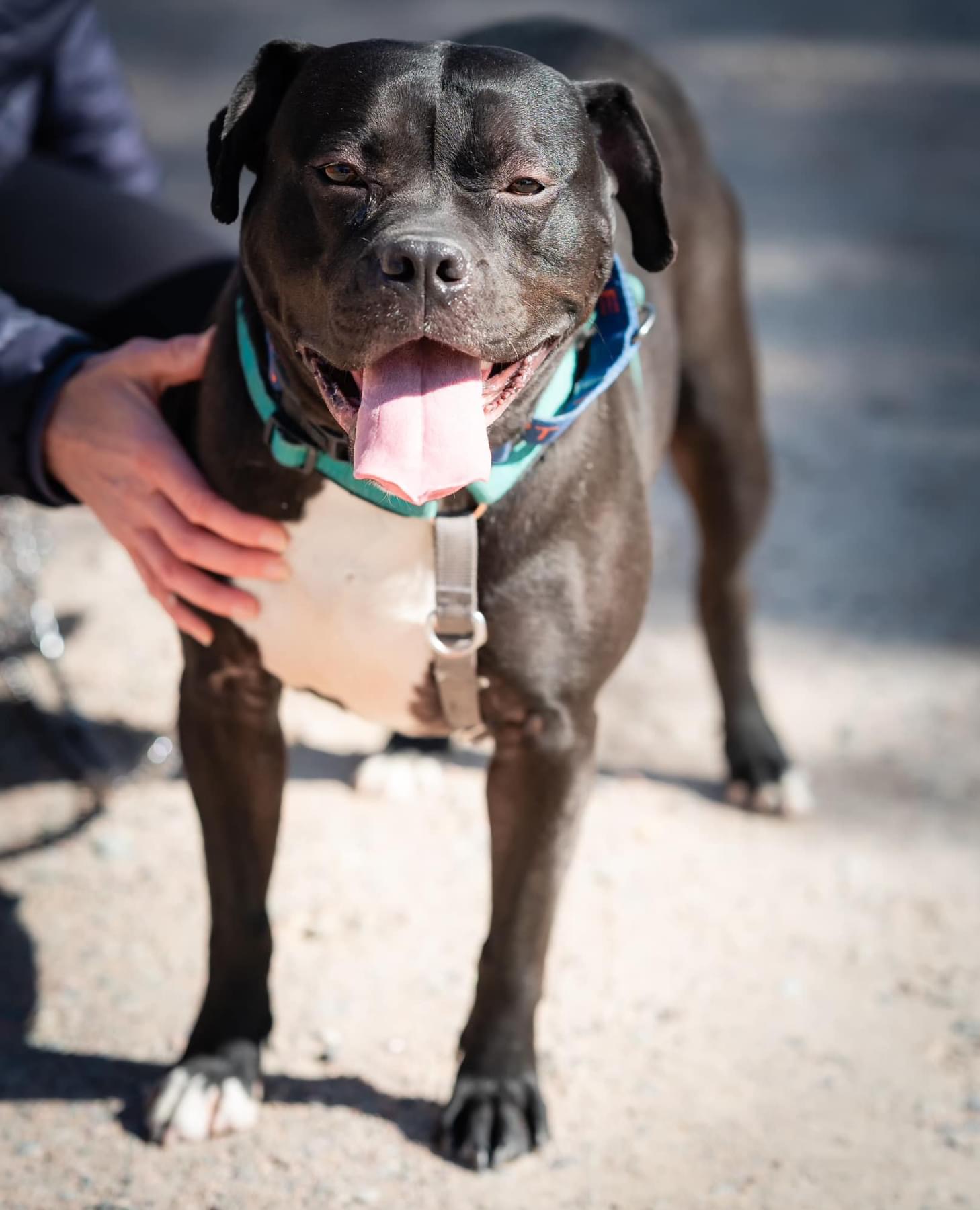 Enlarge Gypsy, a Adoptable mixed breed in Pueblo, CO image 12/12