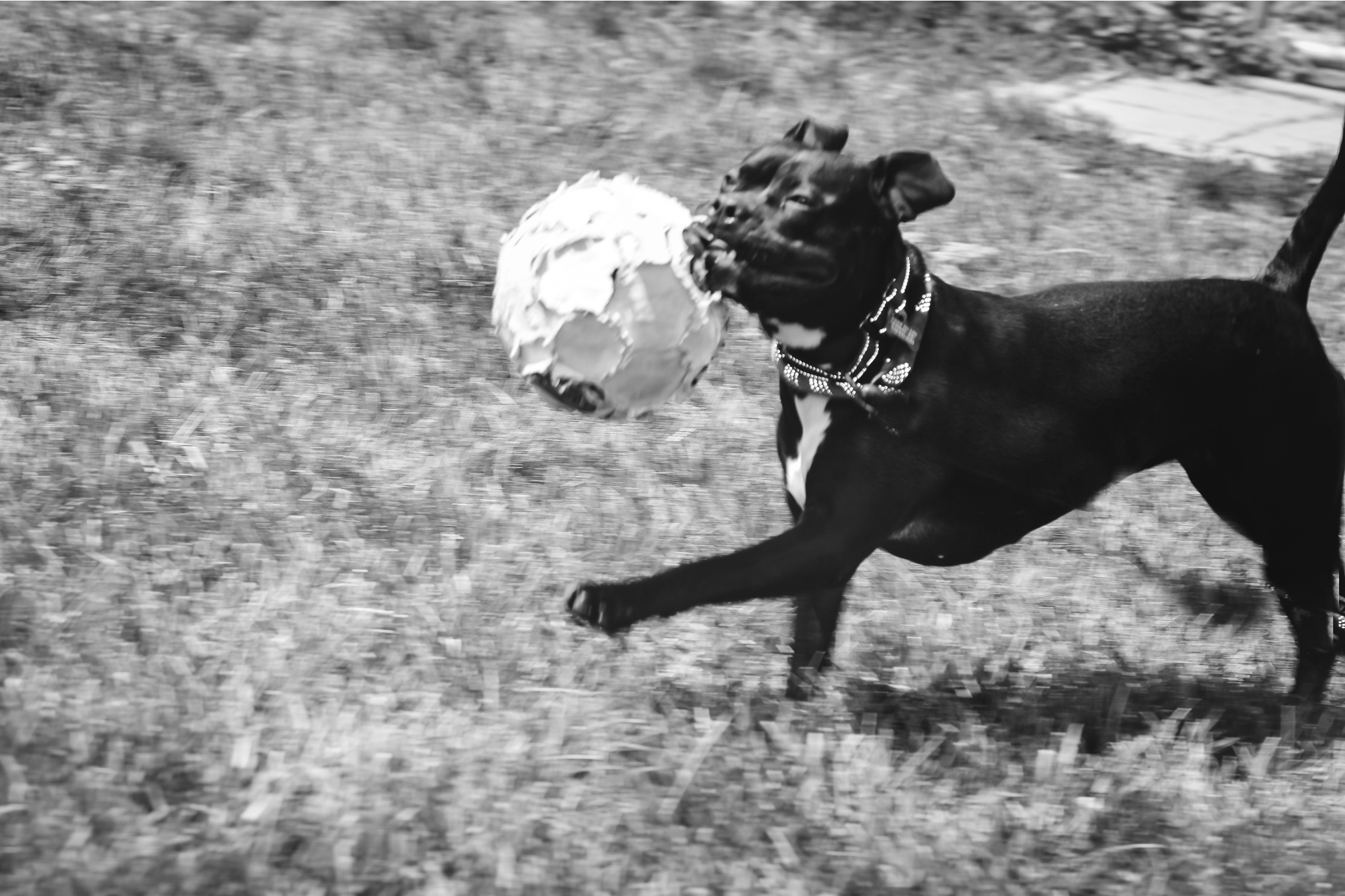 Enlarge Gypsy, a Adoptable mixed breed in Pueblo, CO image 9/12