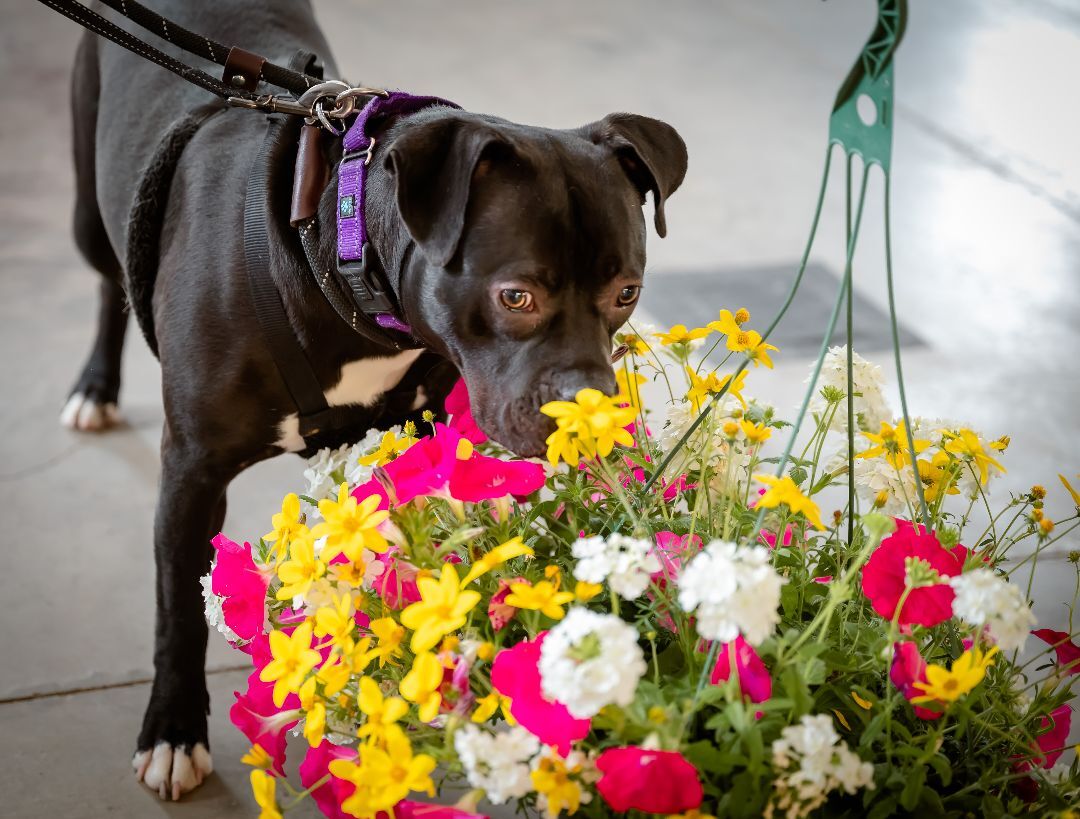 Enlarge Gypsy, a Adoptable mixed breed in Pueblo, CO image 10/12