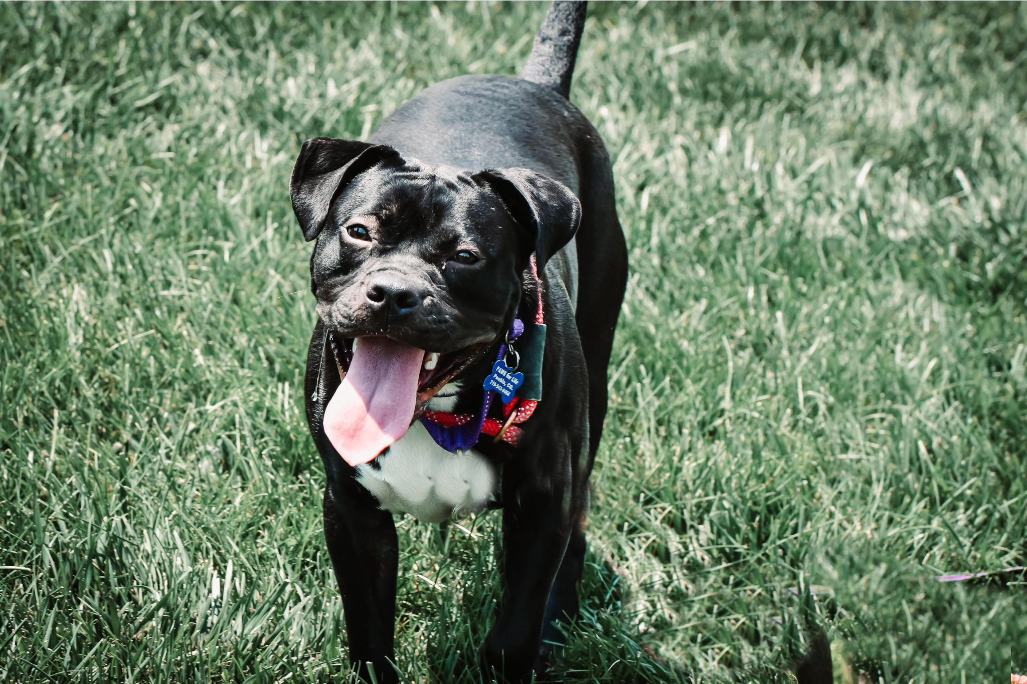 Enlarge Gypsy, a Adoptable mixed breed in Pueblo, CO image 11/12