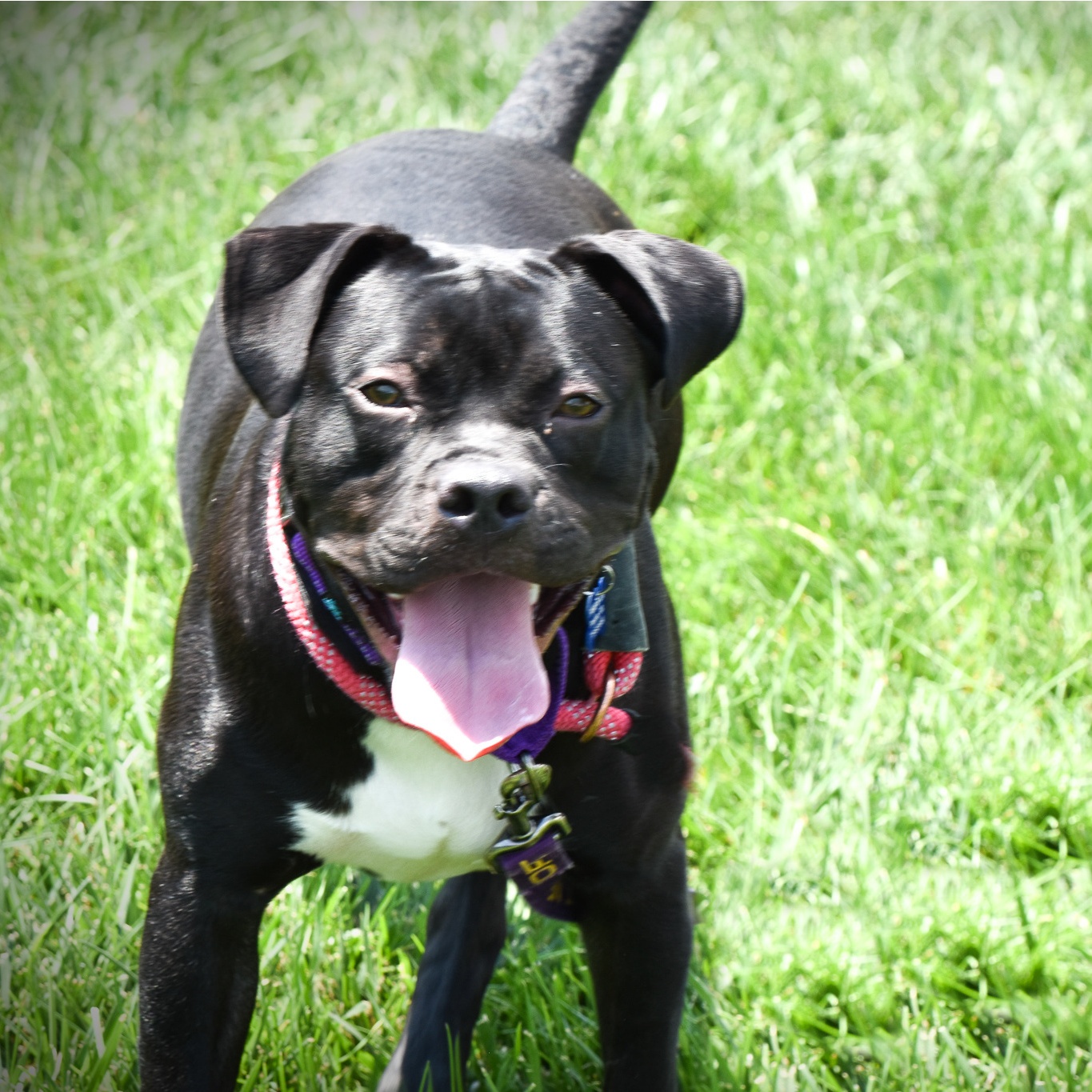Gypsy, a Adoptable mixed breed in Pueblo, CO image 1/12