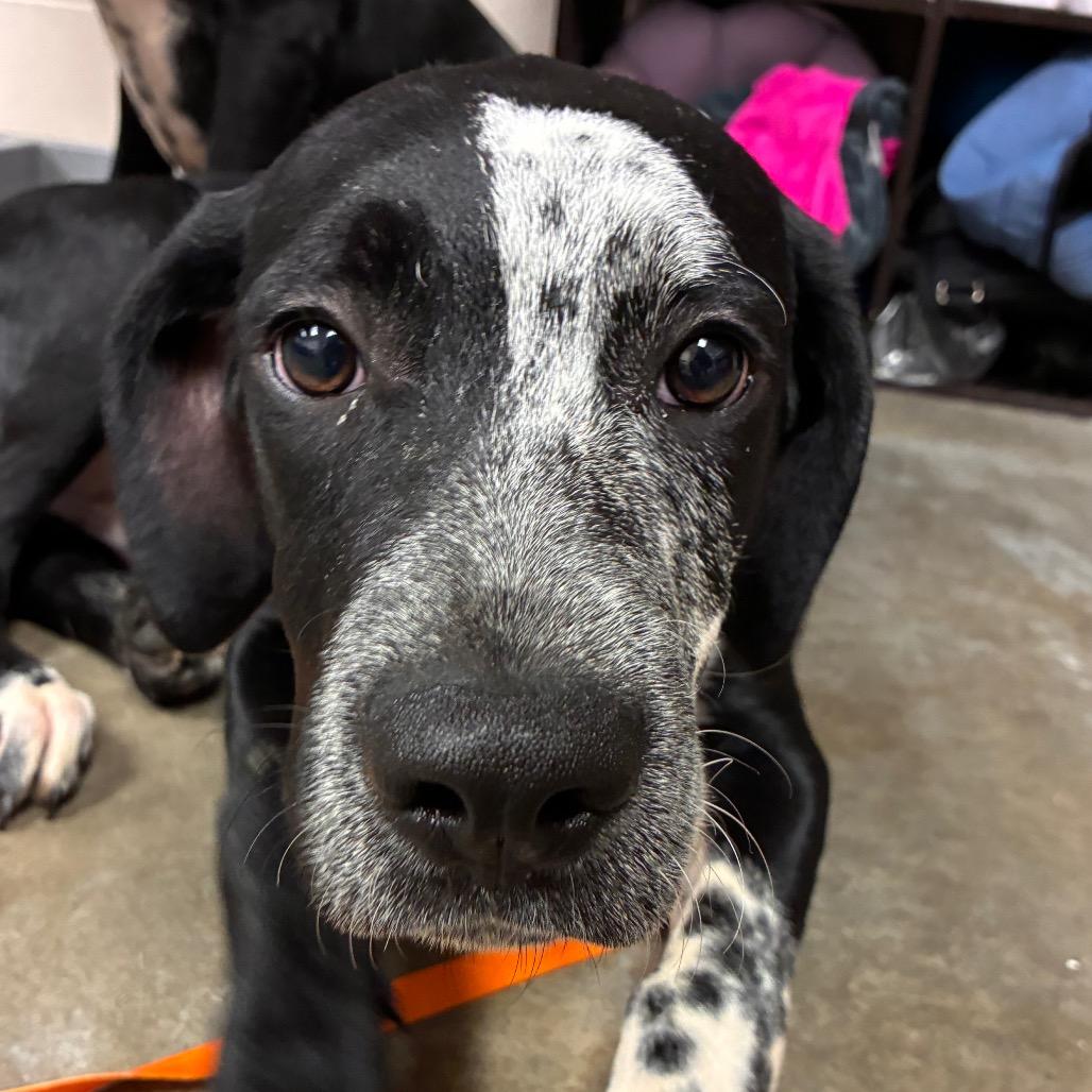 Dior, Adoptable, Puppy Male Black Labrador Retriever & Dalmatian.
