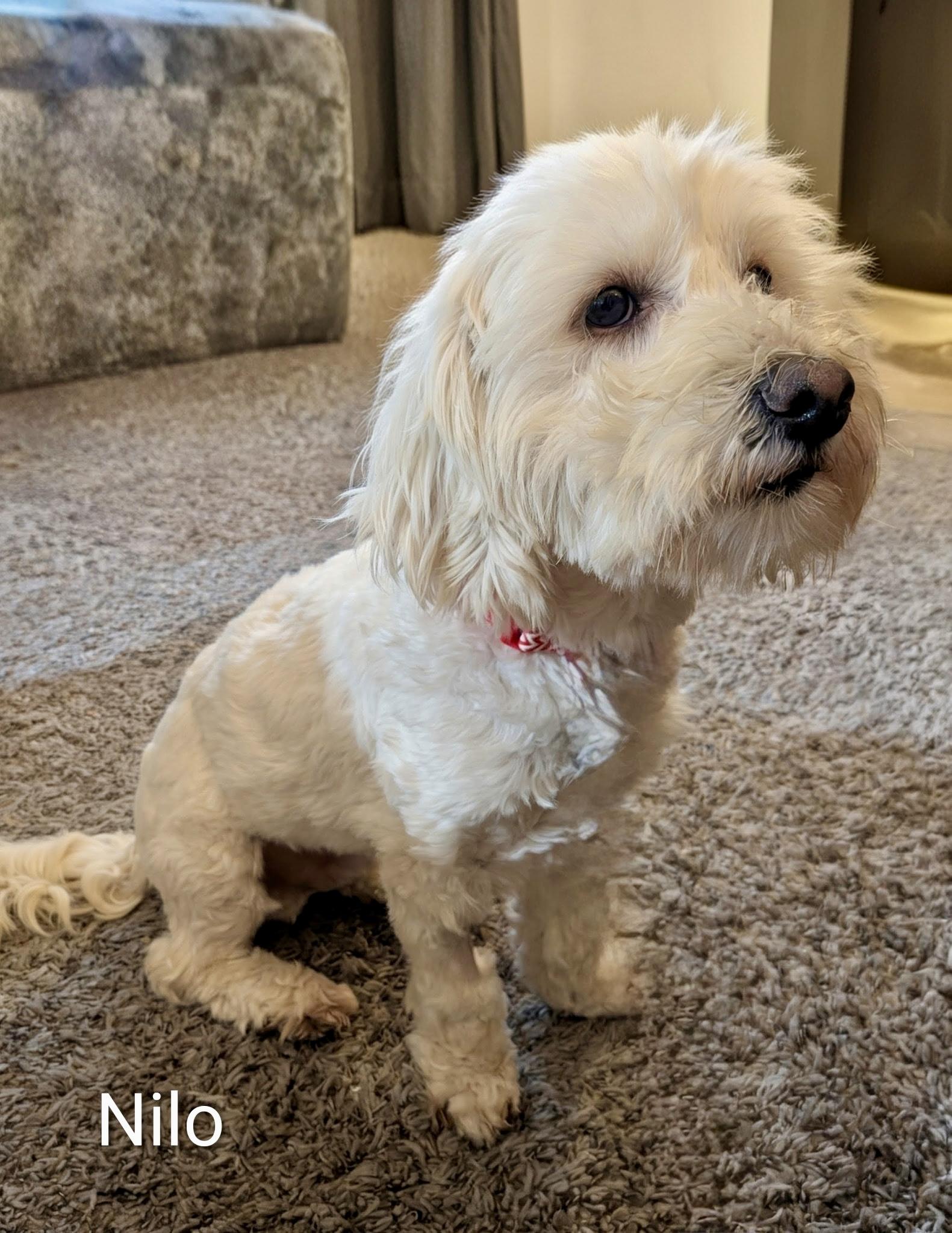 Nilo, Adoptable, Young Male Maltipoo.