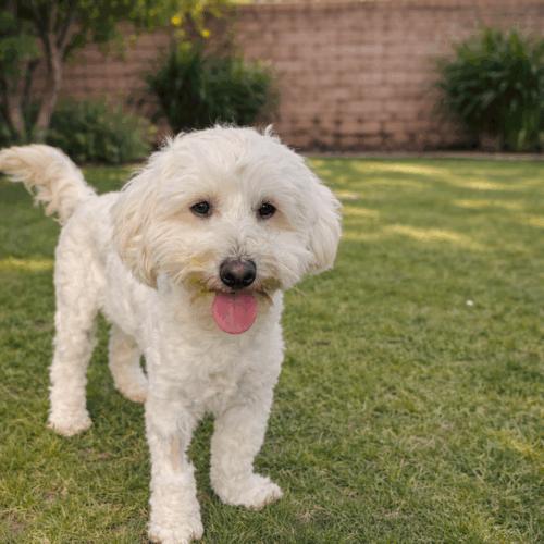 Nilo, a Adoptable Maltipoo in Coachella, CA image 2/2