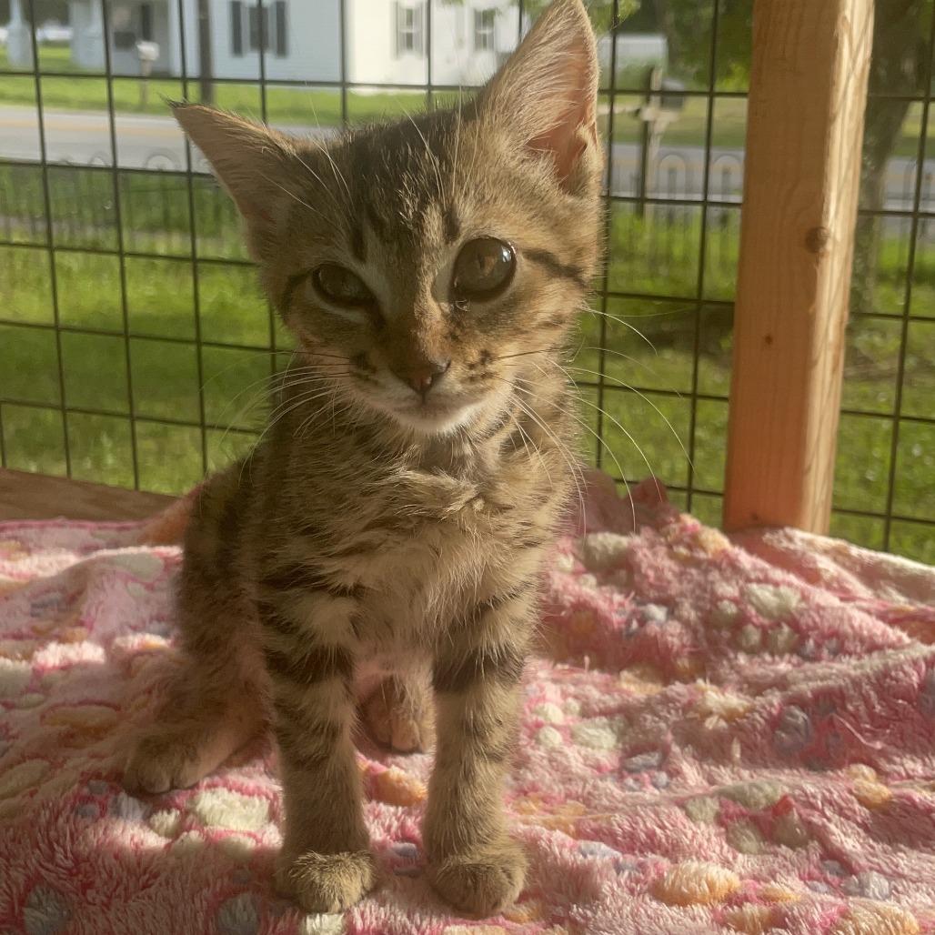 Scottie, Adoptable, Kitten Female Domestic Short Hair.