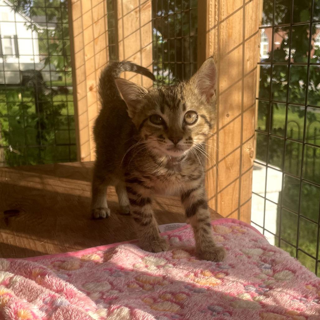 Enlarge Scottie, a Adoptable Domestic Short Hair in Louisville, KY image 2/5