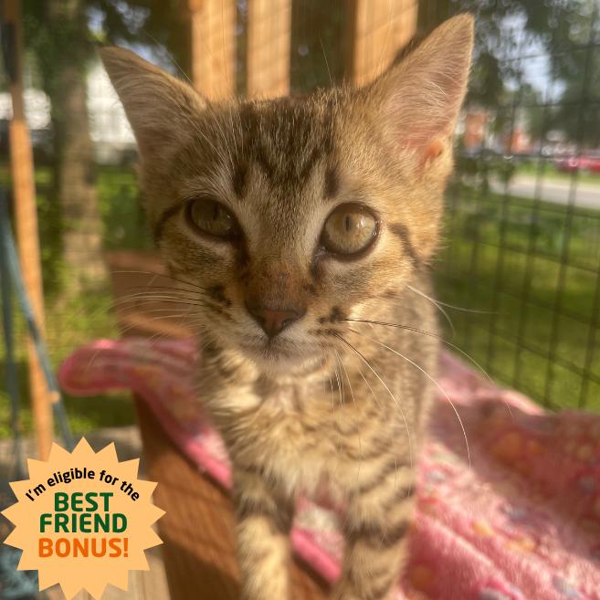 Enlarge Scottie, a Adoptable Domestic Short Hair in Louisville, KY image 3/5