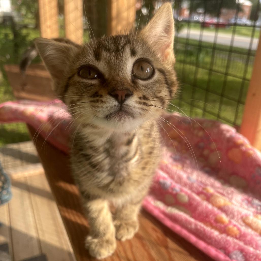 Enlarge Scottie, a Adoptable Domestic Short Hair in Louisville, KY image 4/5