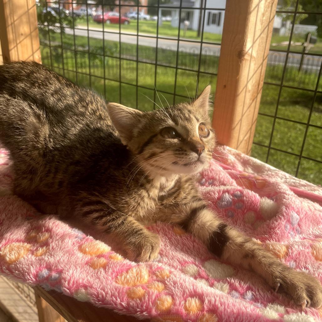 Enlarge Scottie, a Adoptable Domestic Short Hair in Louisville, KY image 5/5
