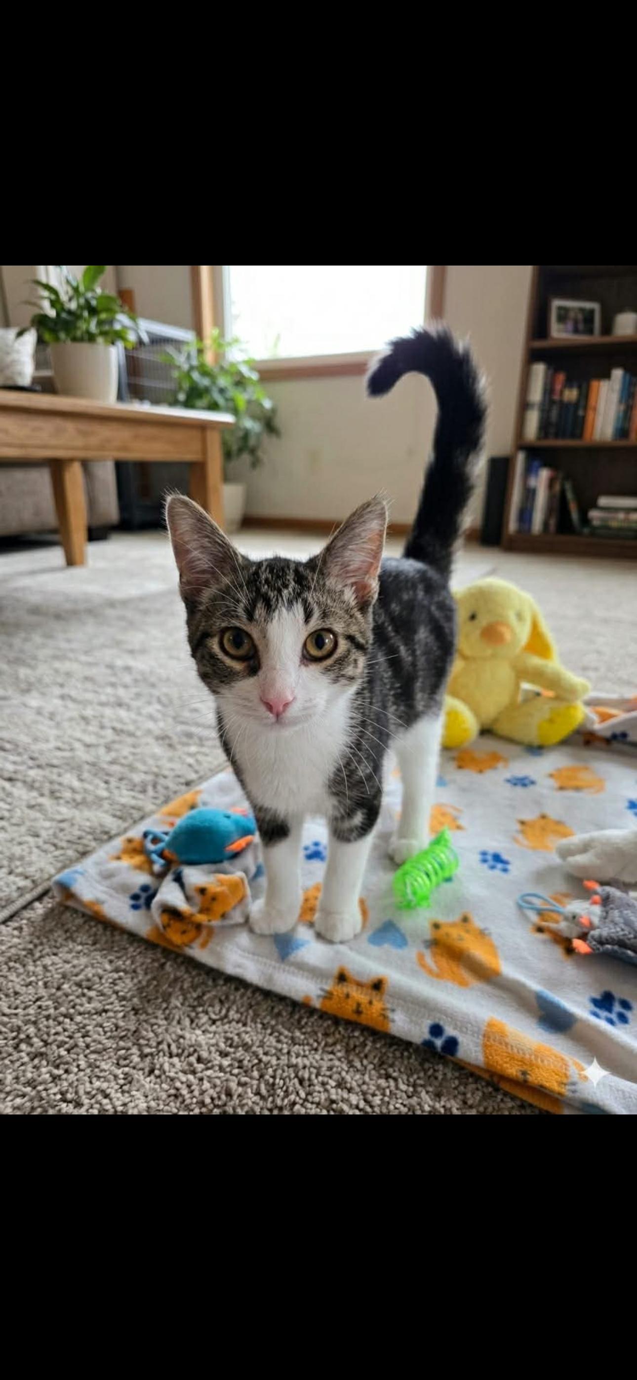 Wicket, a ADOPTABLE mixed breed in Saginaw, MI image 1/2
