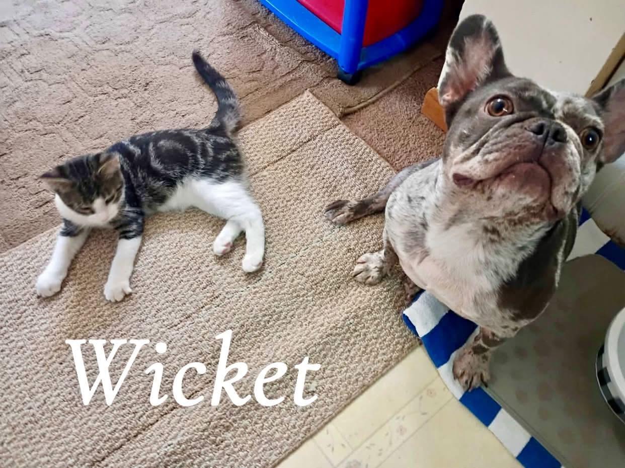 Wicket, a ADOPTABLE mixed breed in Saginaw, MI image 2/2