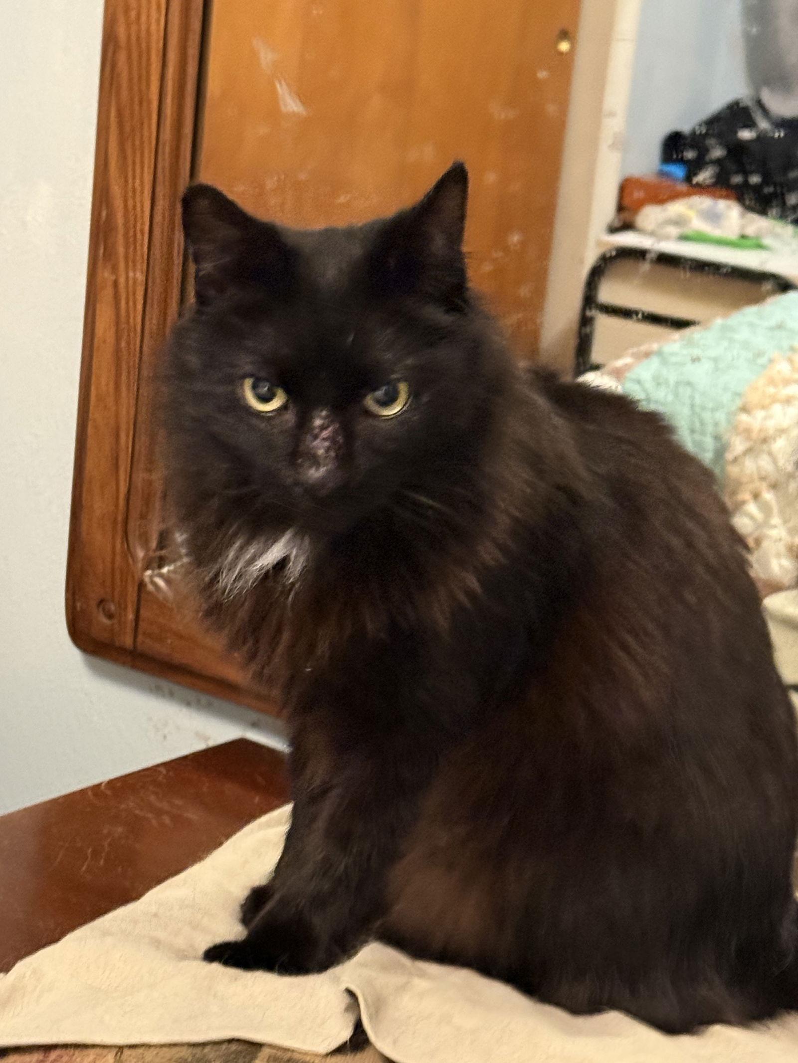 Enlarge Star, a Adopted mixed breed in Garland, TX image 1/3