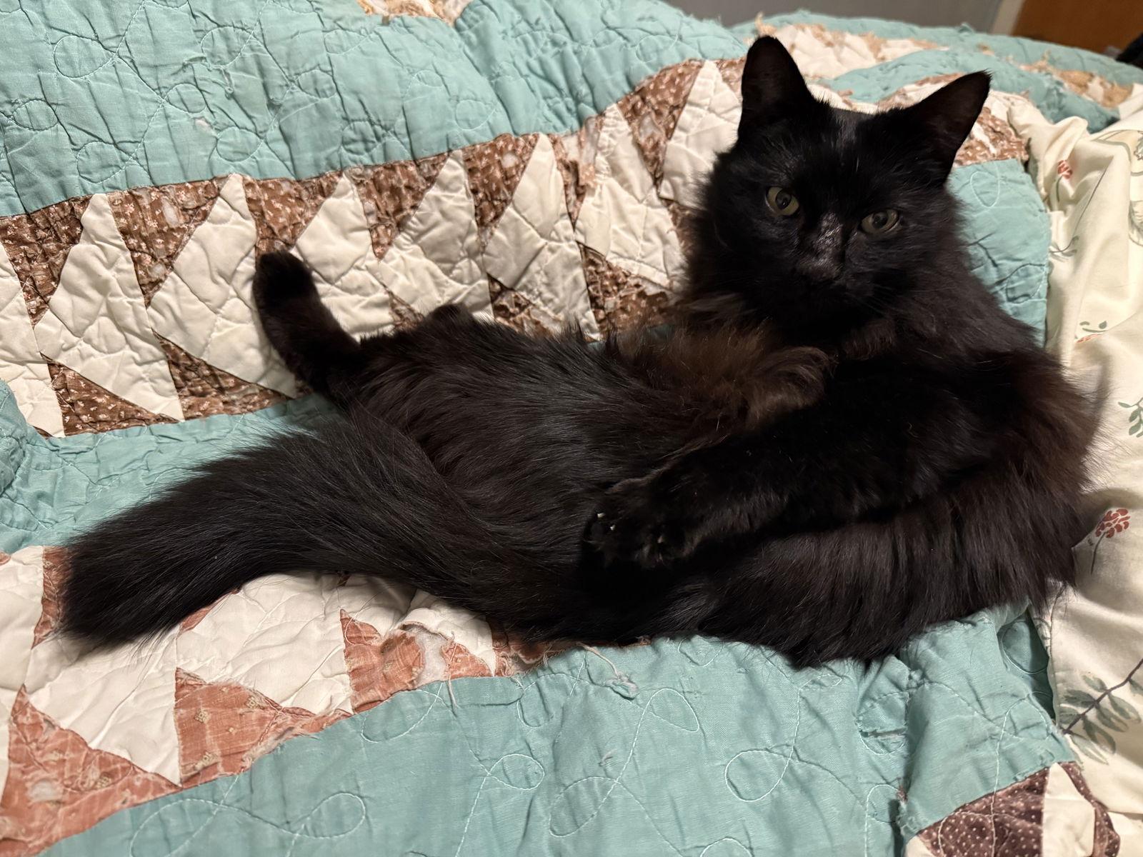 Enlarge Star, a Adopted mixed breed in Garland, TX image 2/3