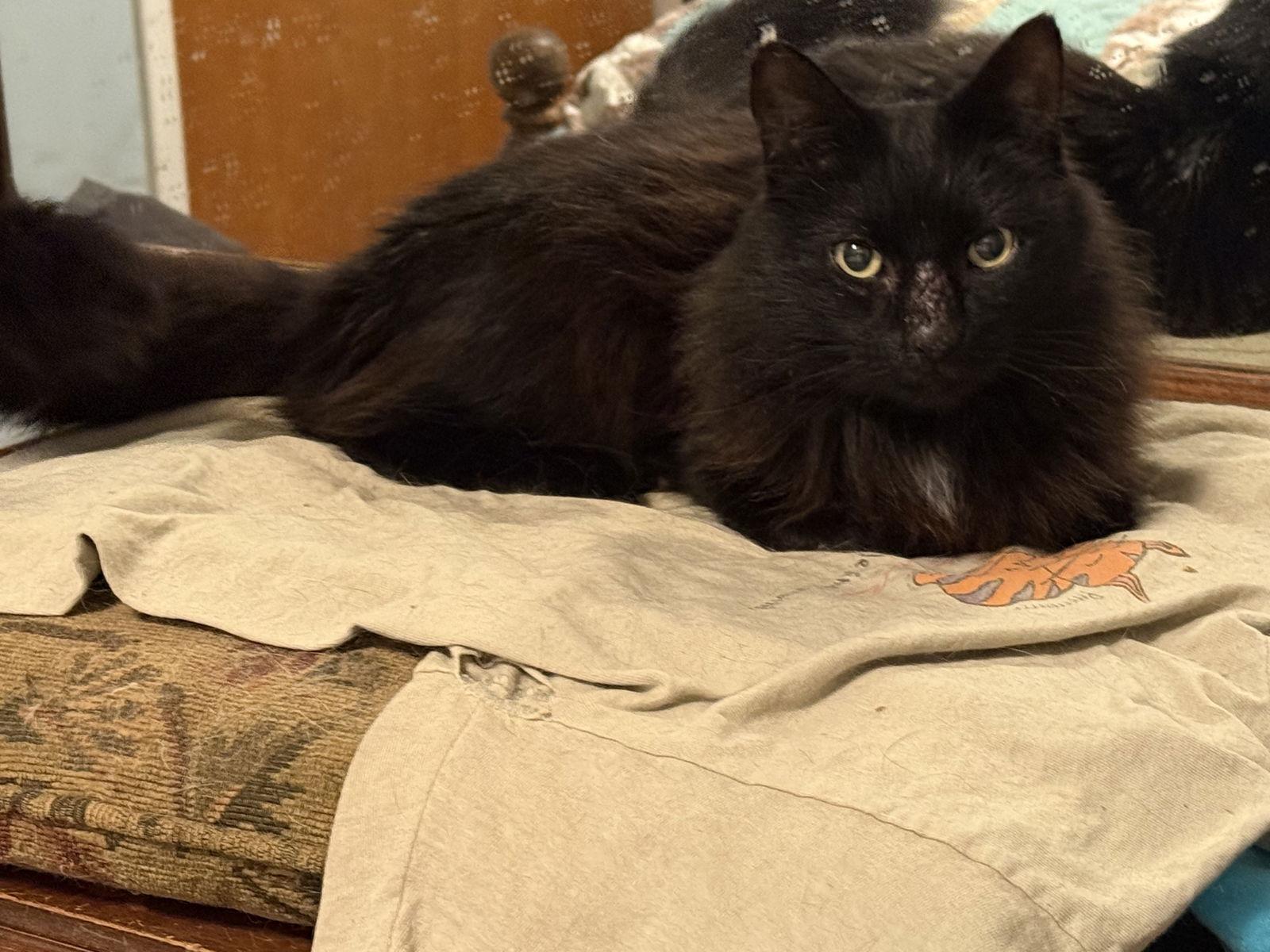 Enlarge Star, a Adopted mixed breed in Garland, TX image 3/3