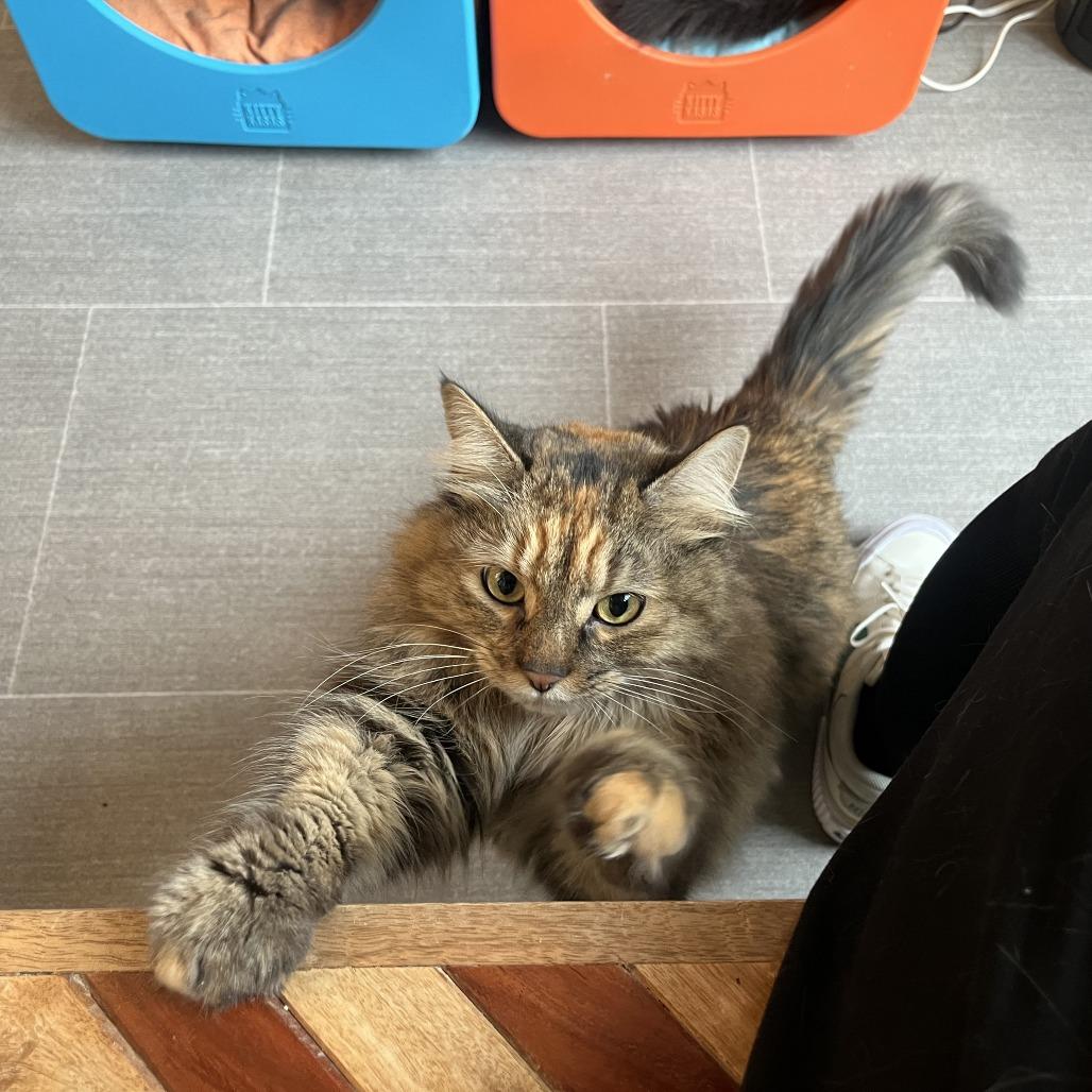 Polly, Adoptable, Adult Female Domestic Long Hair.