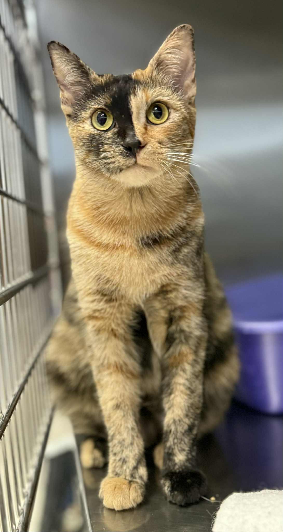 Cheesy, Adopted, Adult Female Domestic Short Hair.
