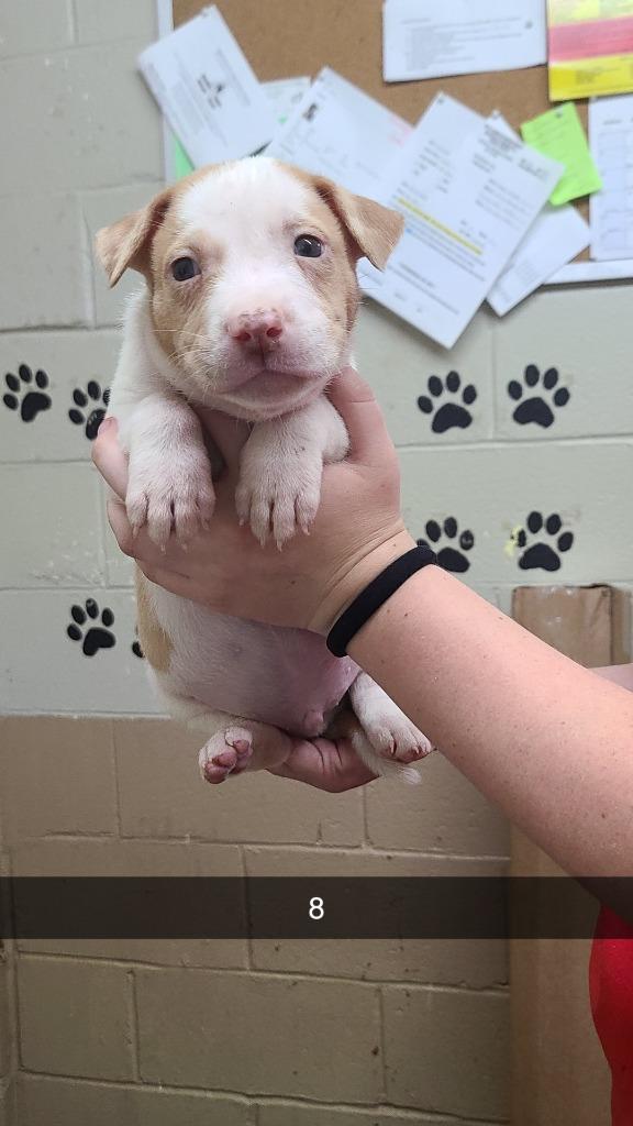 Enlarge Newton, a Adoptable Pit Bull Terrier in Swainsboro, GA image 1/1