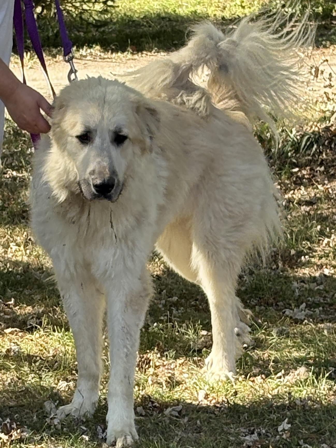 Bruce - Young Male Pyr Mix - Needs Foster