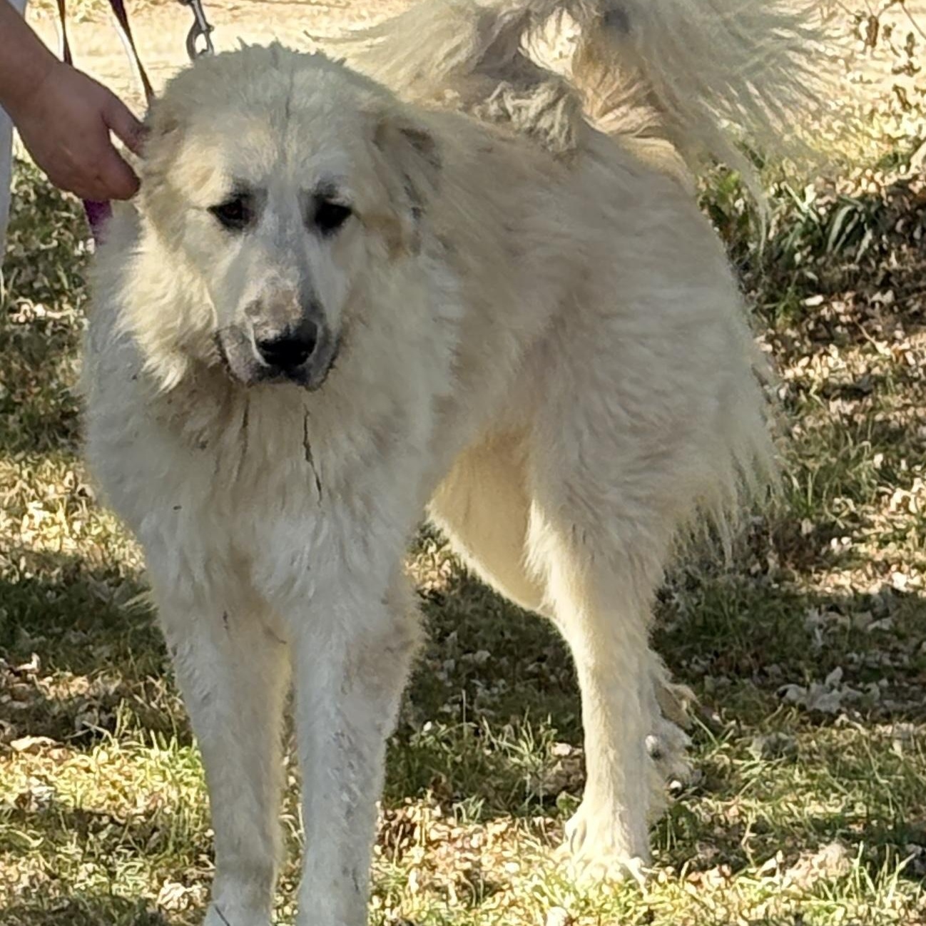 Bruce - Young Male Pyr Mix - Needs Foster, a Adoptable mixed breed in Indianapolis, IN image 1/4