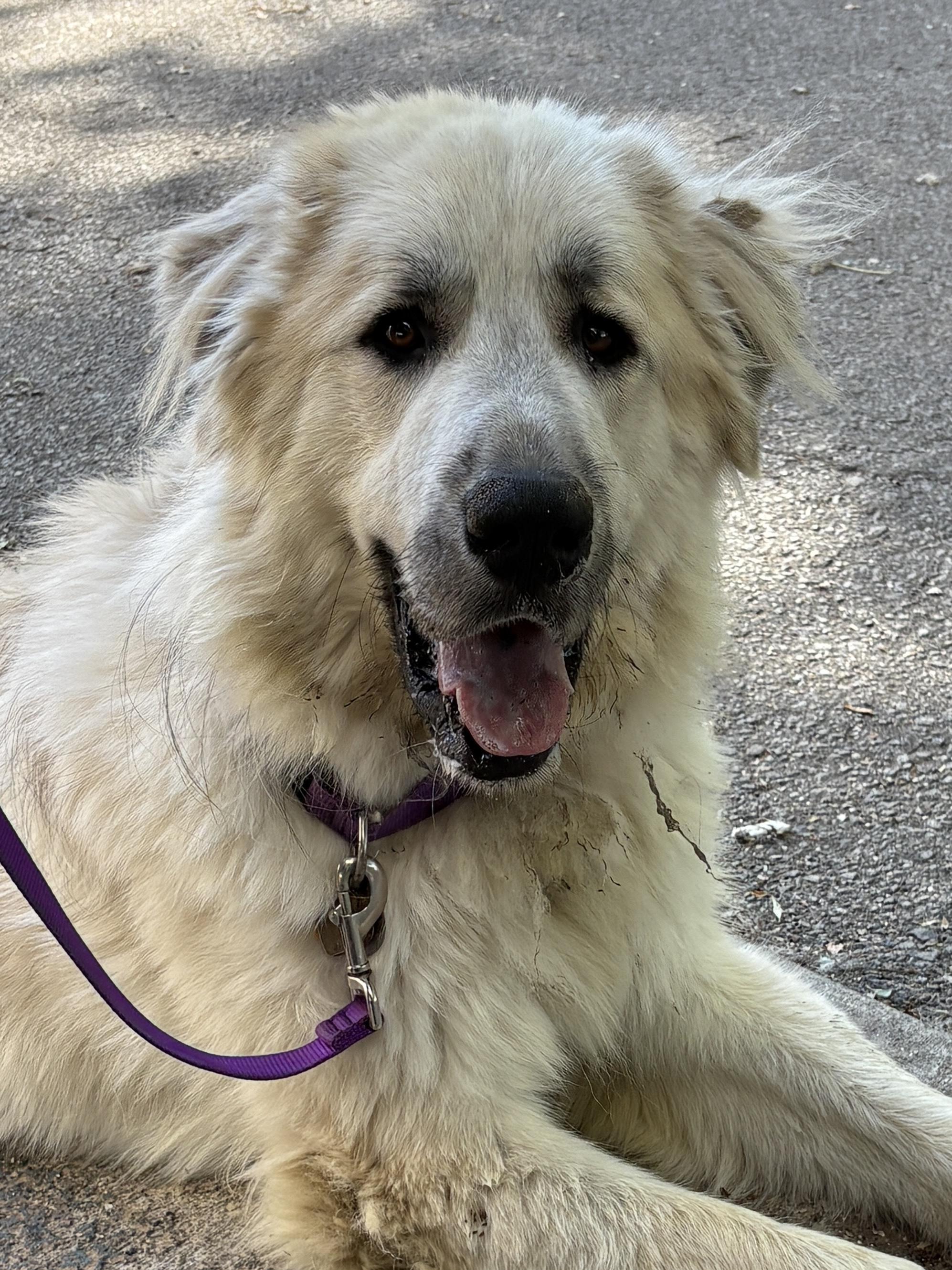 Bruce - Young Male Pyr Mix - Needs Foster